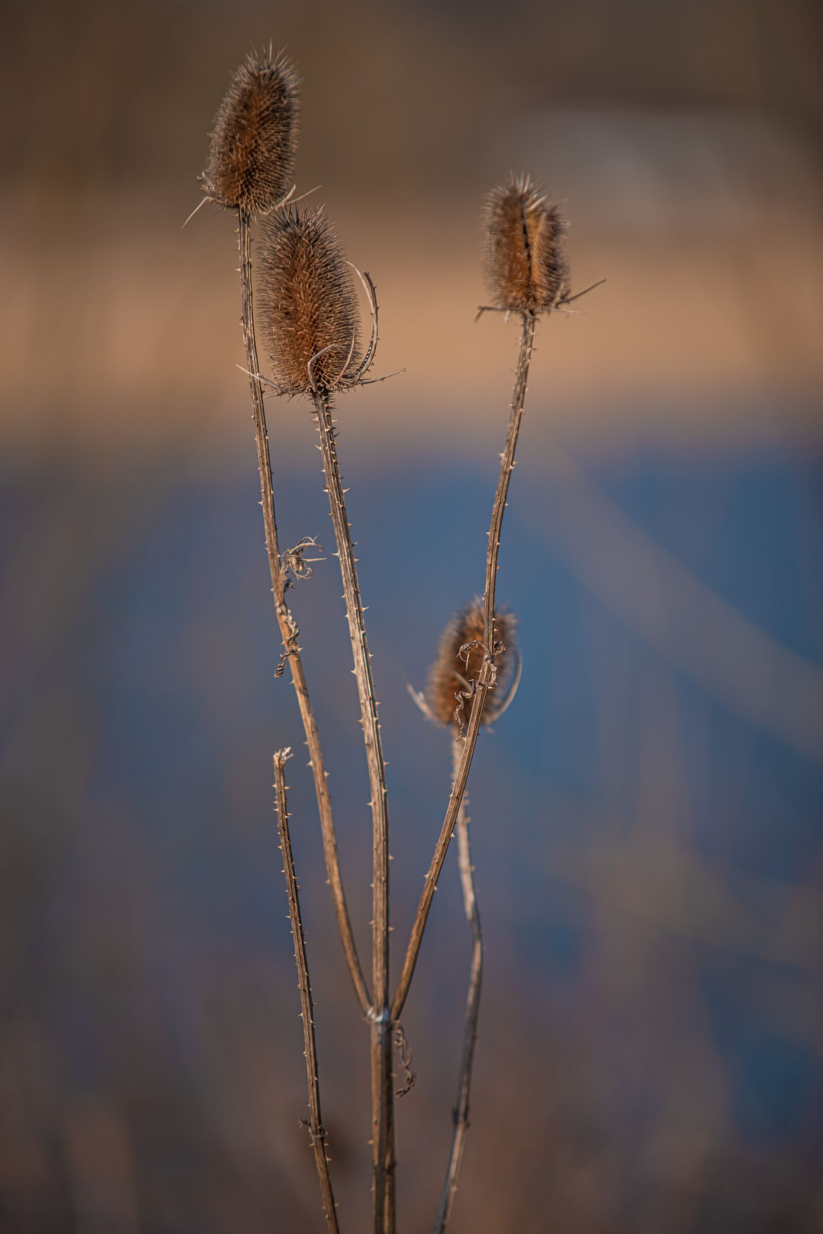Nikon D750 sample photo. Thistle, plant, nature photography