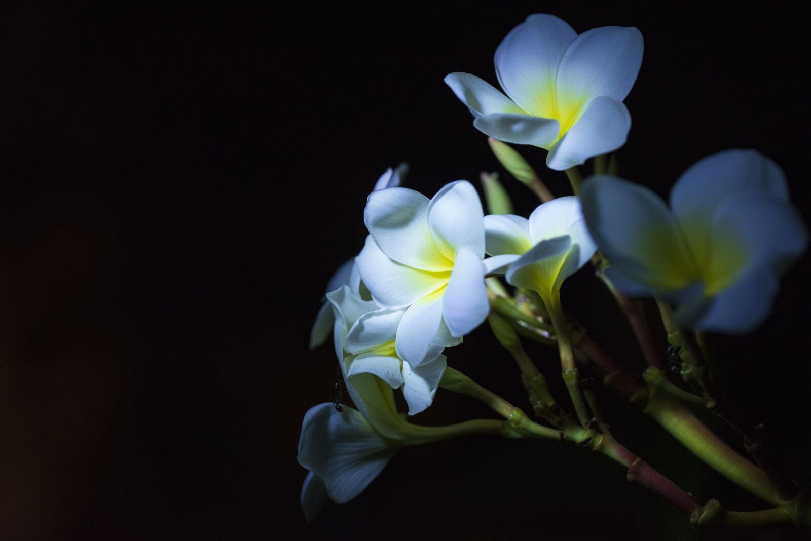 Nikon D600 sample photo. Flowers, nature, summer photography