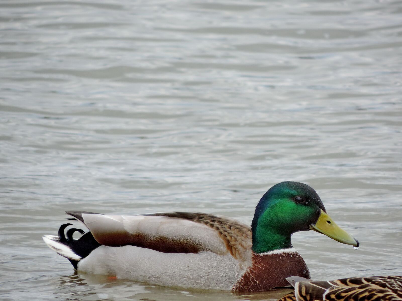 Nikon Coolpix P520 sample photo. Lake, waterfowl, wild, bird photography