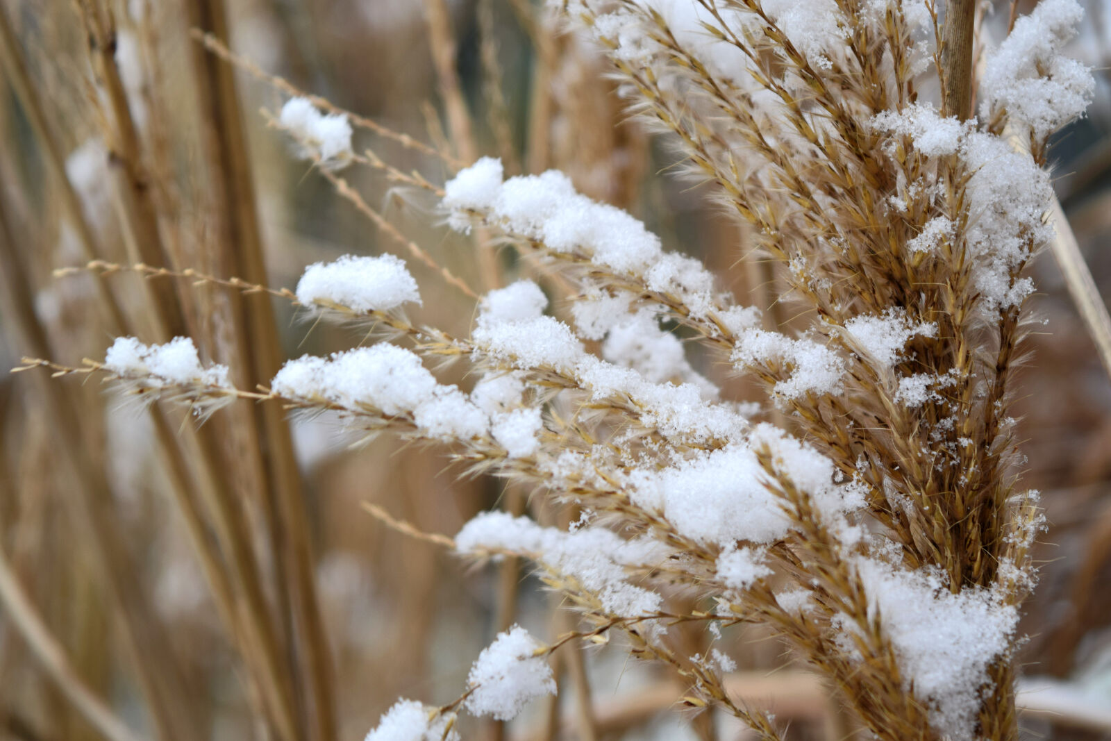Nikon D3300 sample photo. Garden, grass, snow, winter photography