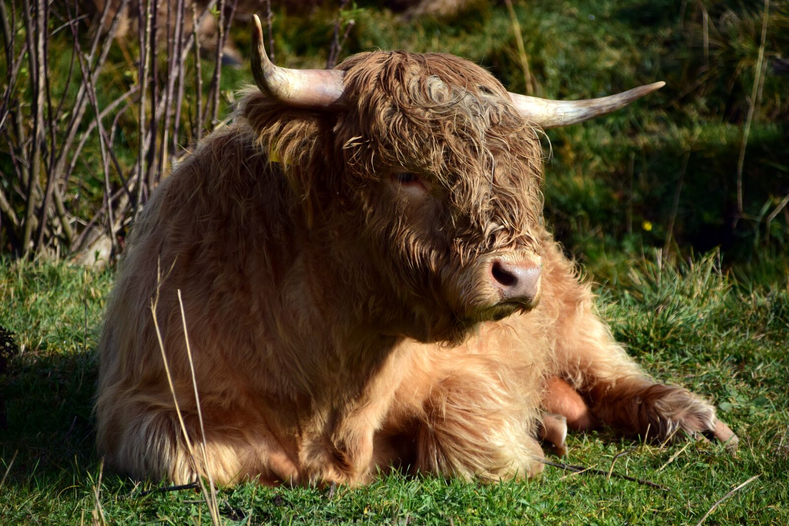Nikon D3300 sample photo. Beef, bull, pasture photography