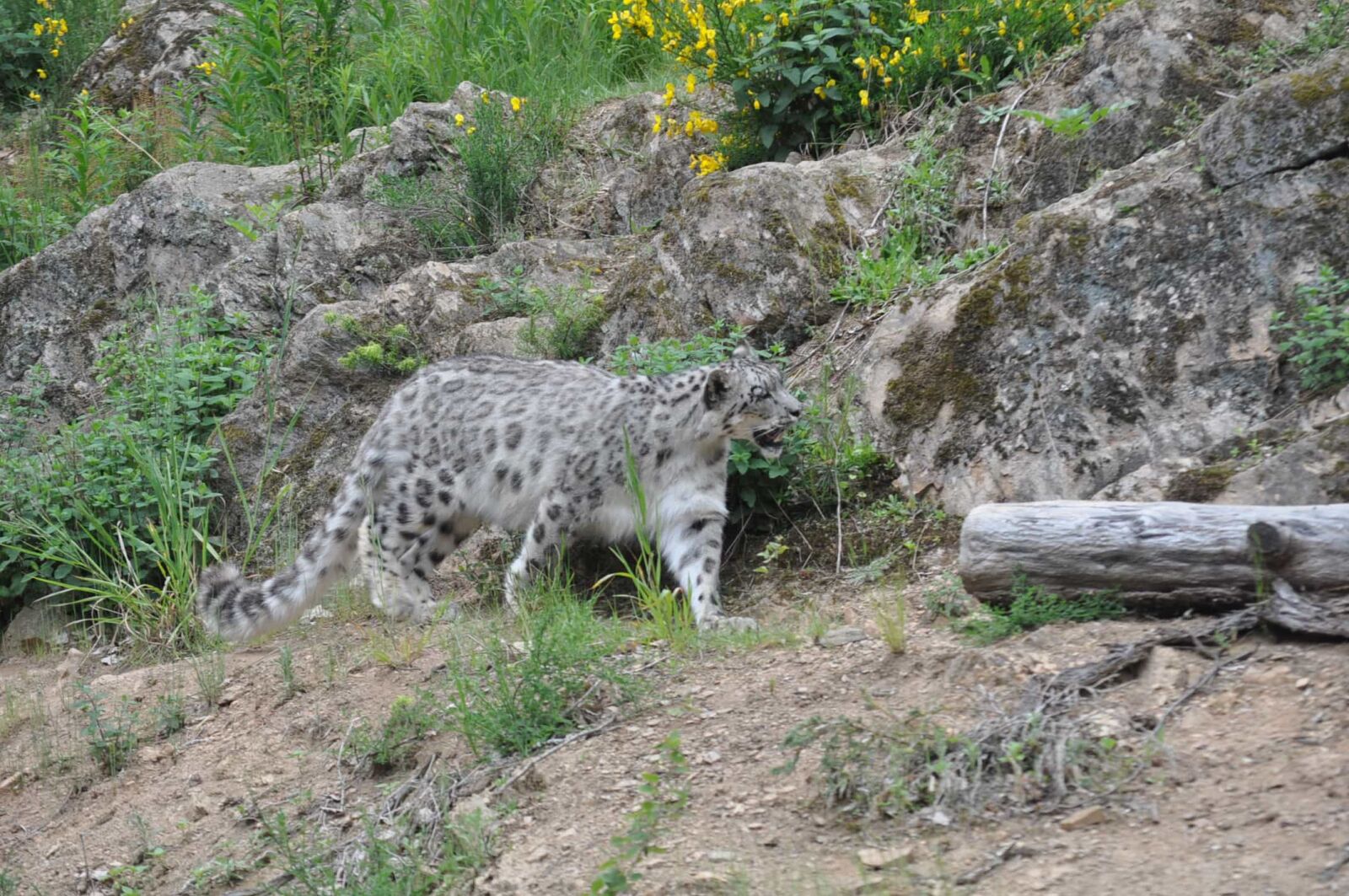 Nikon D5000 sample photo. Leopard, safari, feline, cat photography