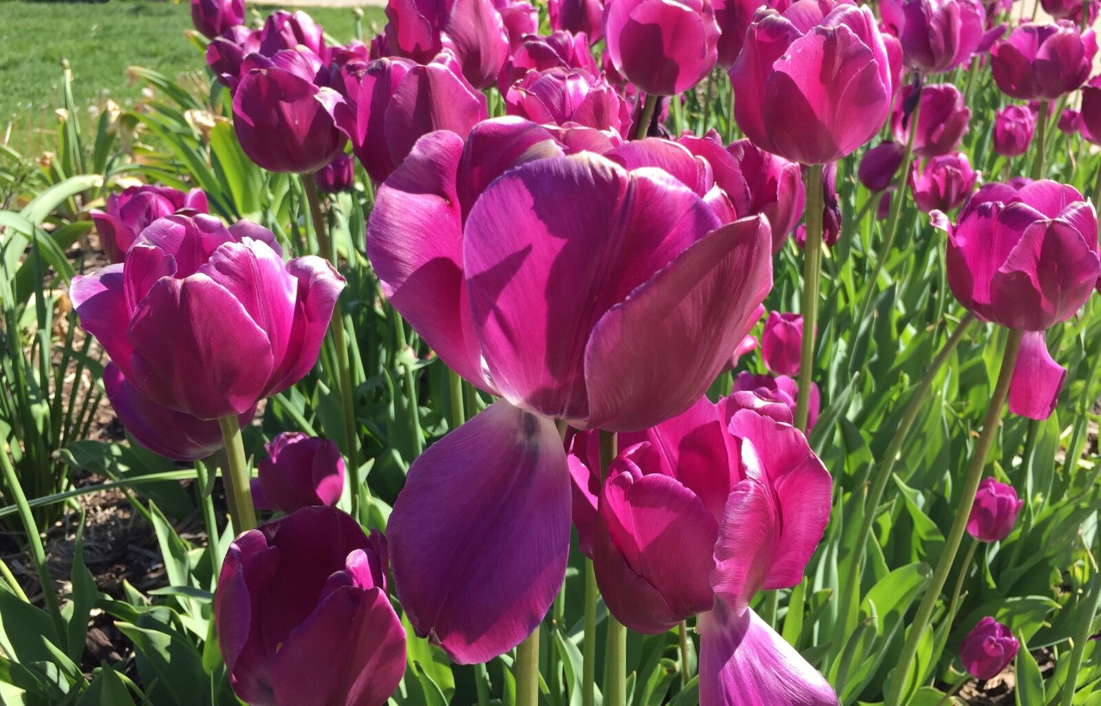 Apple iPhone 6 sample photo. Tulips, flowers, blooms photography