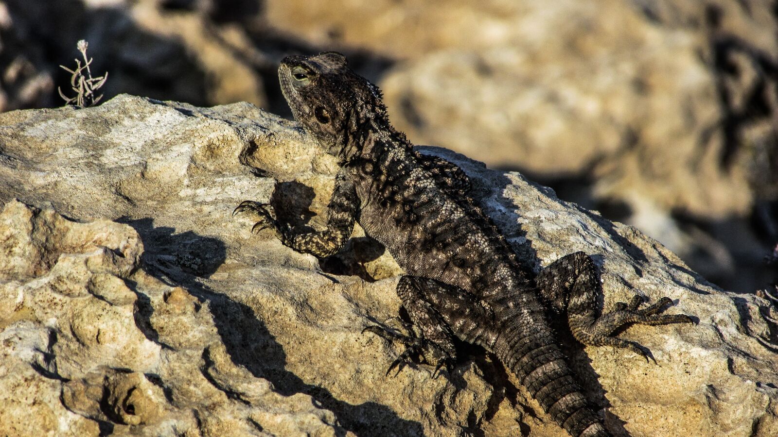 Canon PowerShot SX400 IS sample photo. Cyprus, lizard, kurkutas photography