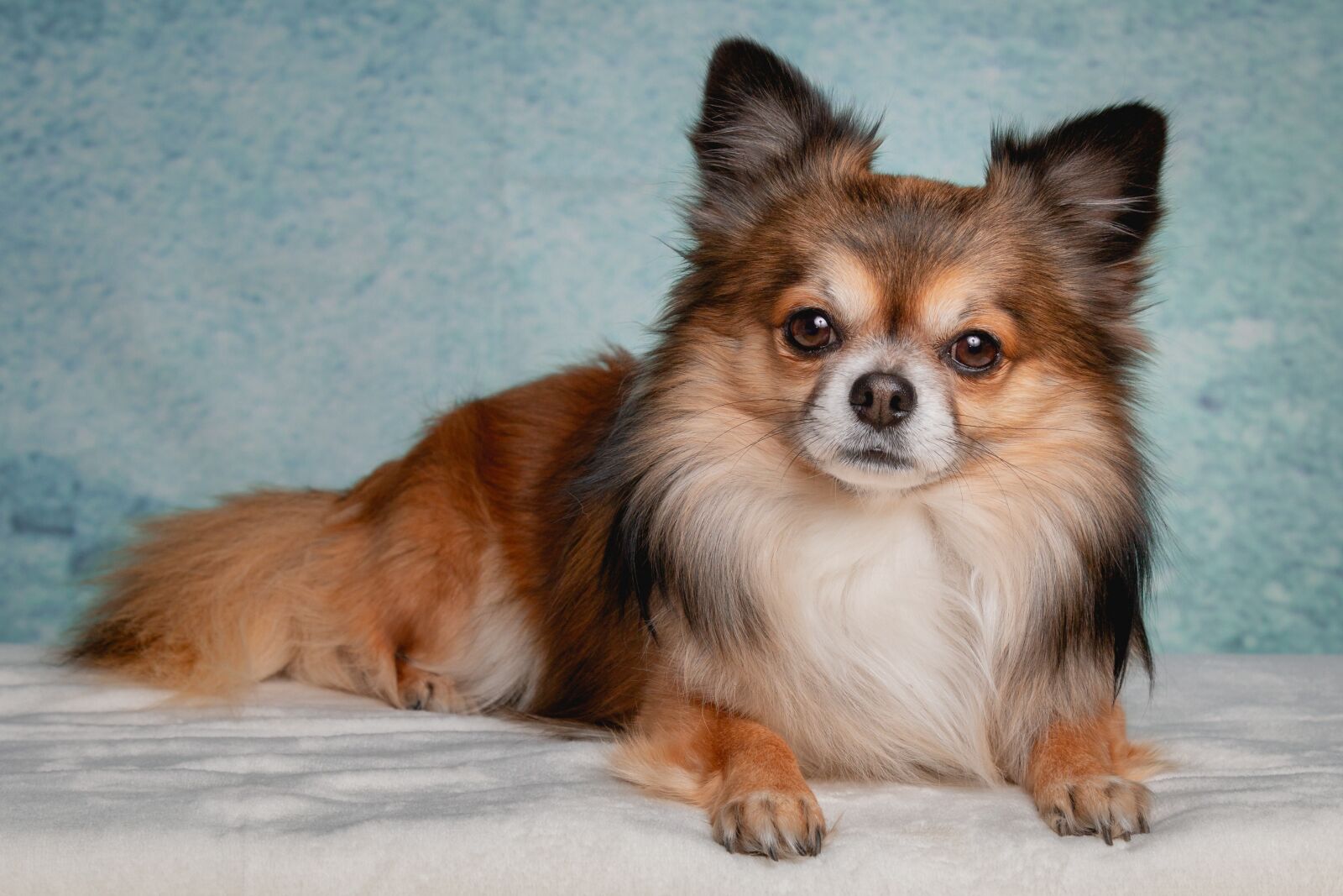 Canon EOS 70D + Canon EF 24-105mm F4L IS USM sample photo. Chihuahua, dog, pet photography