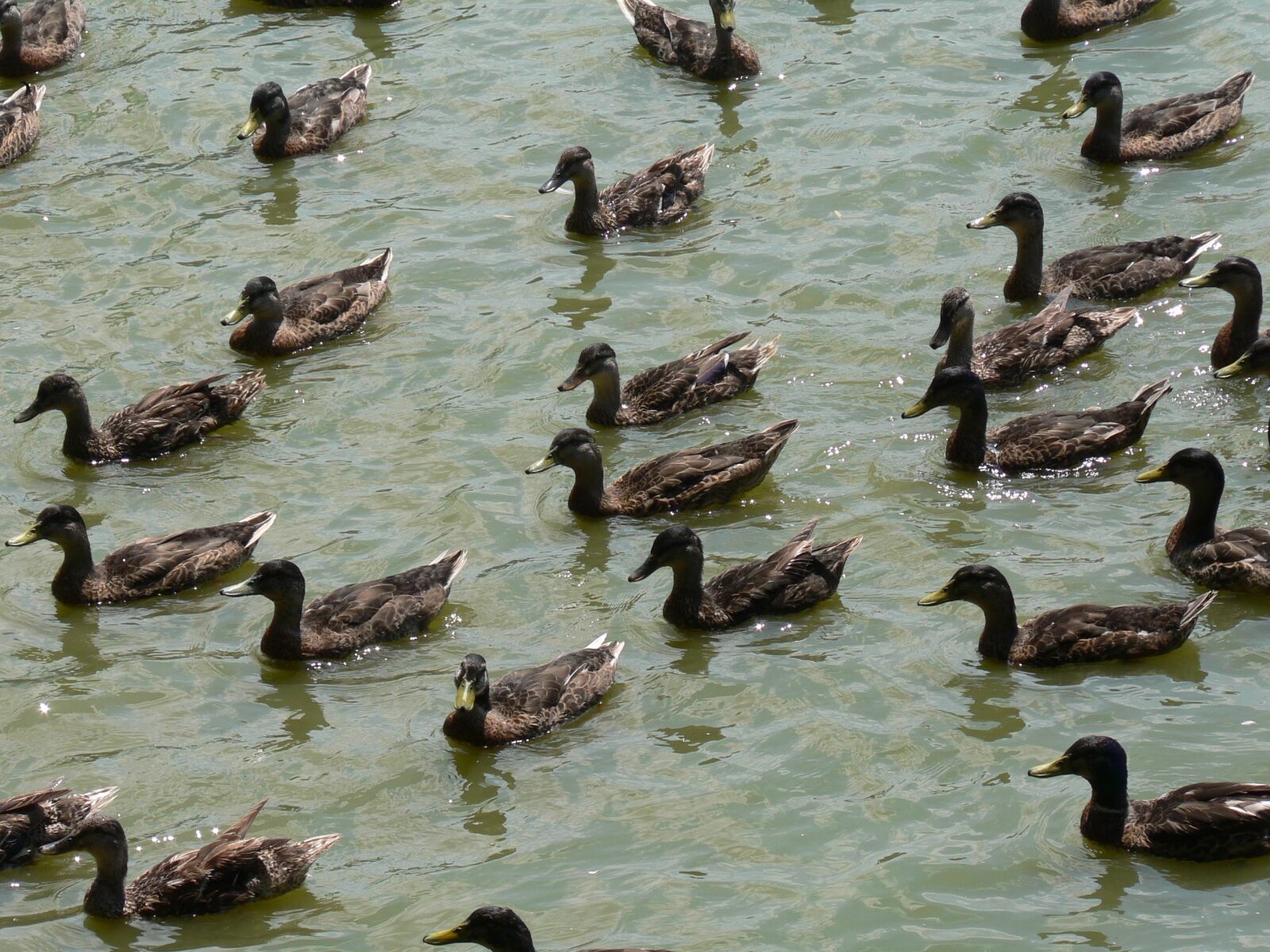 Panasonic DMC-FZ5 sample photo. Ducks, lake, pond photography