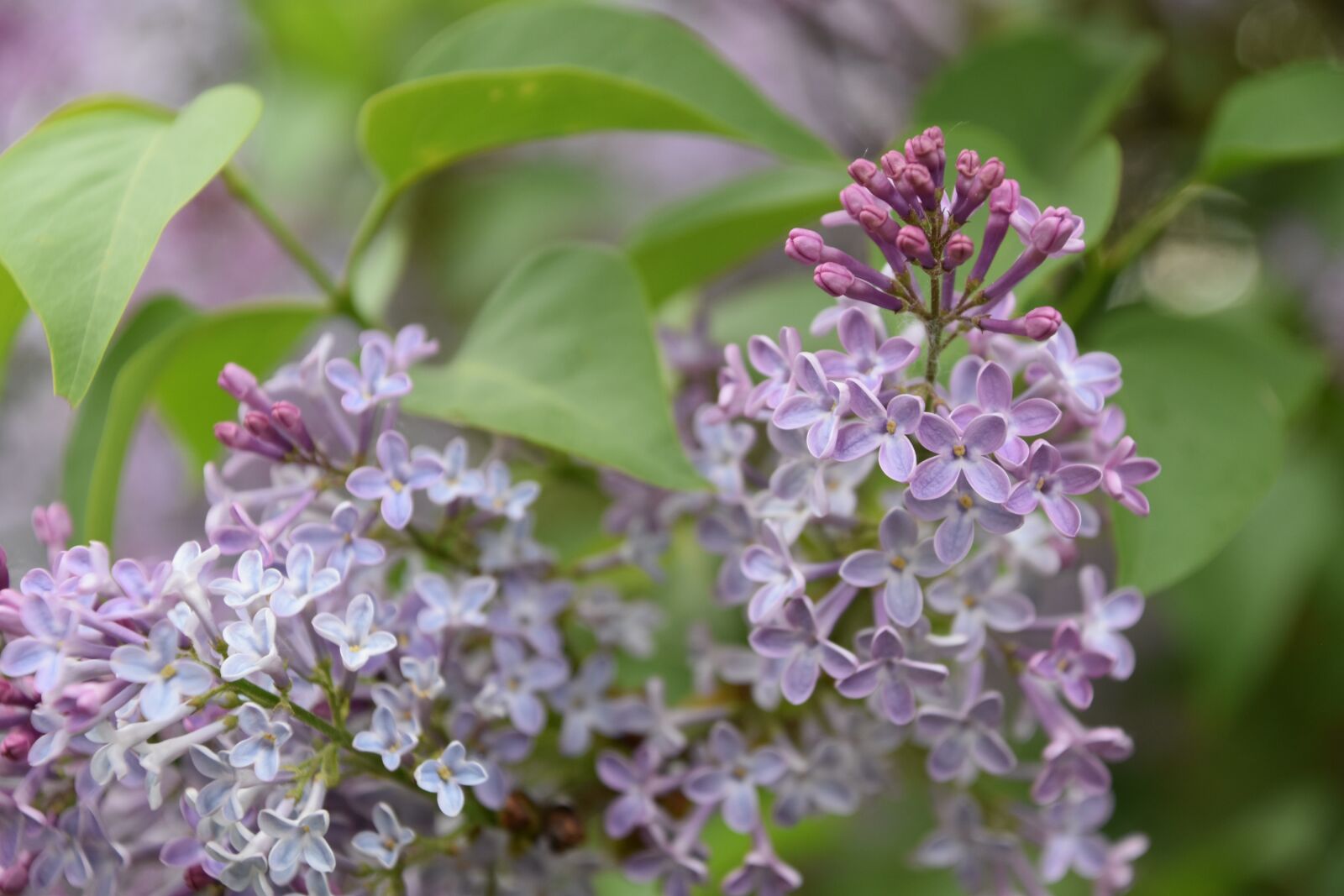 Nikon D5600 sample photo. Flower, plant, nature photography
