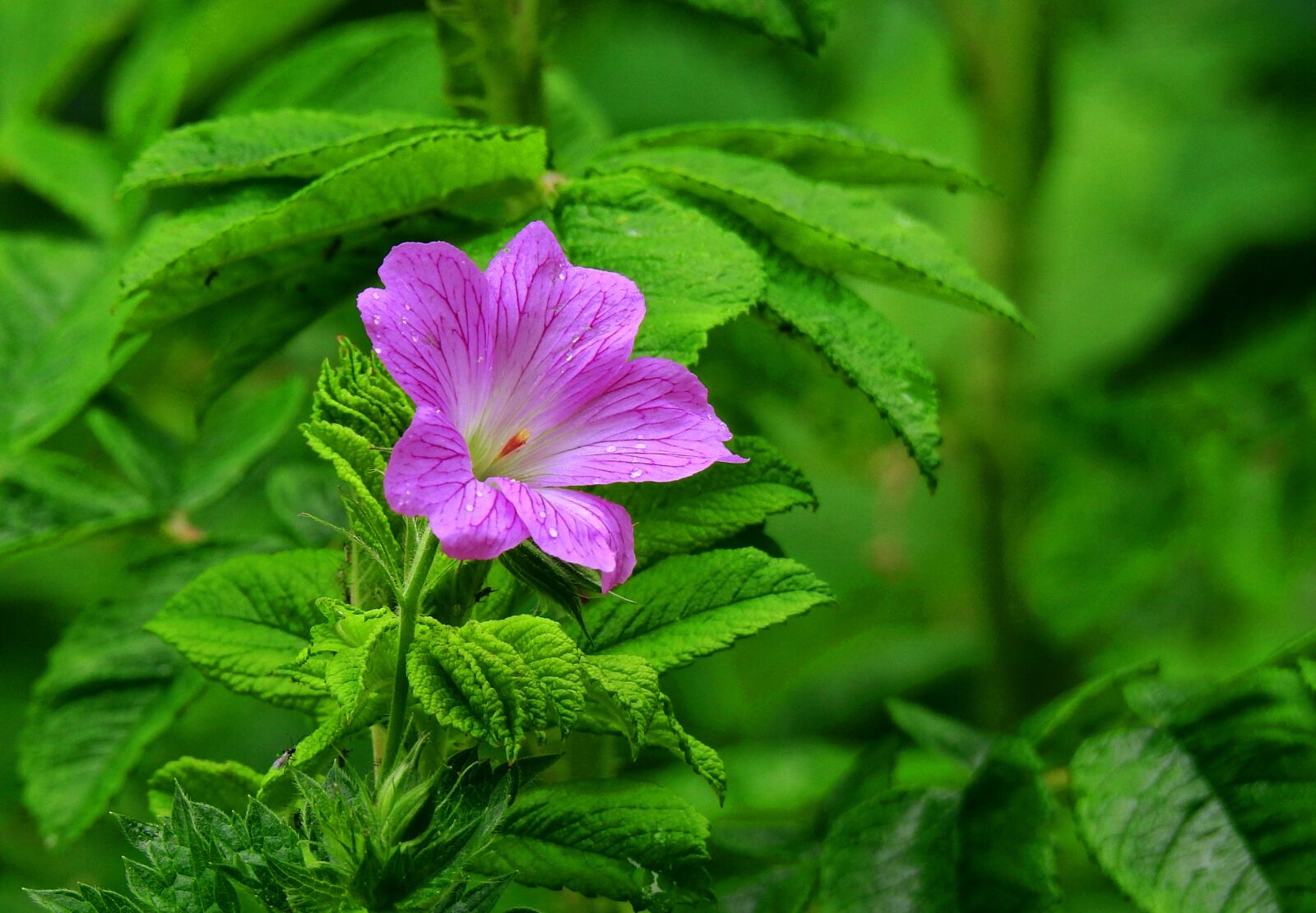 Nikon Coolpix P900 sample photo. Cranesbill, geranium, flower photography