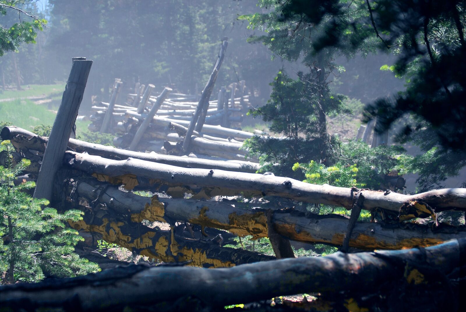 Nikon D60 sample photo. Forest, foggy, scene photography