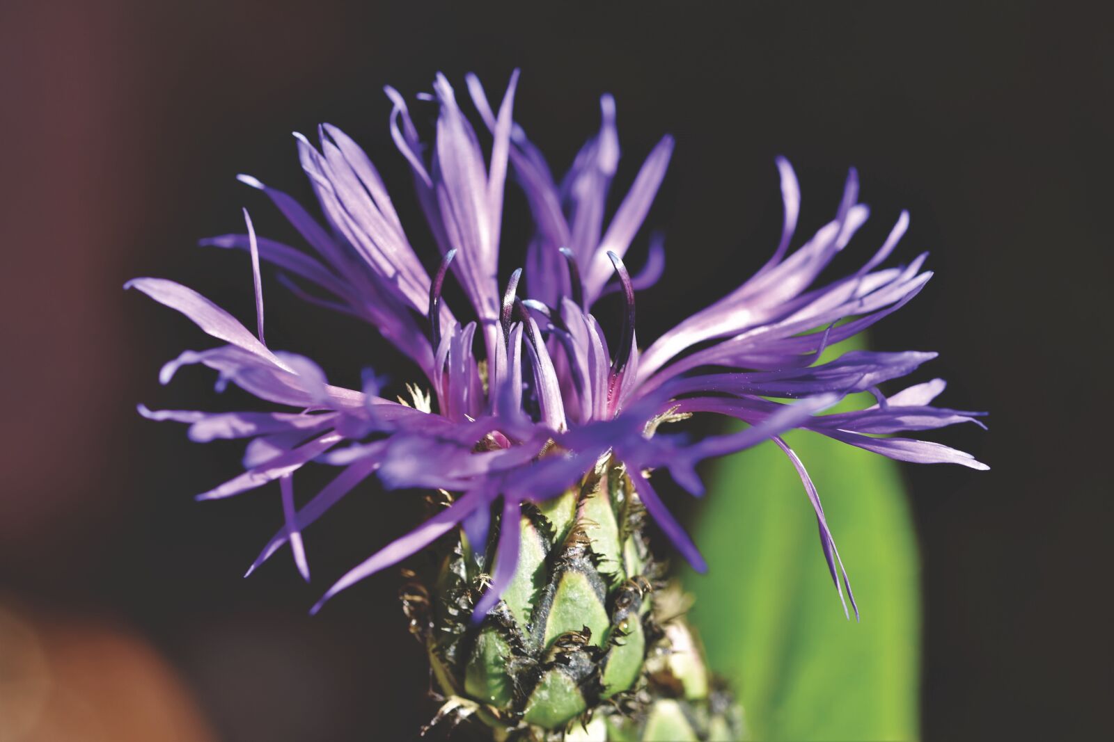 Nikon D7200 sample photo. Alpine cornflower, centaurea montana photography