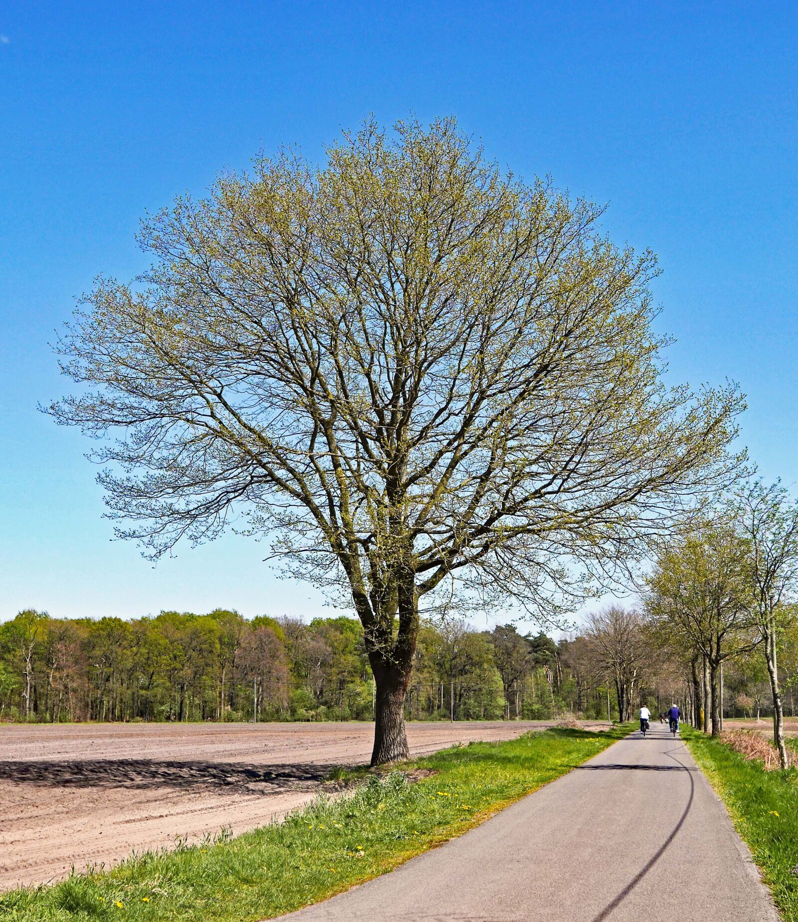 Panasonic Lumix DMC-LX100 sample photo. Spring, oak, foliation photography