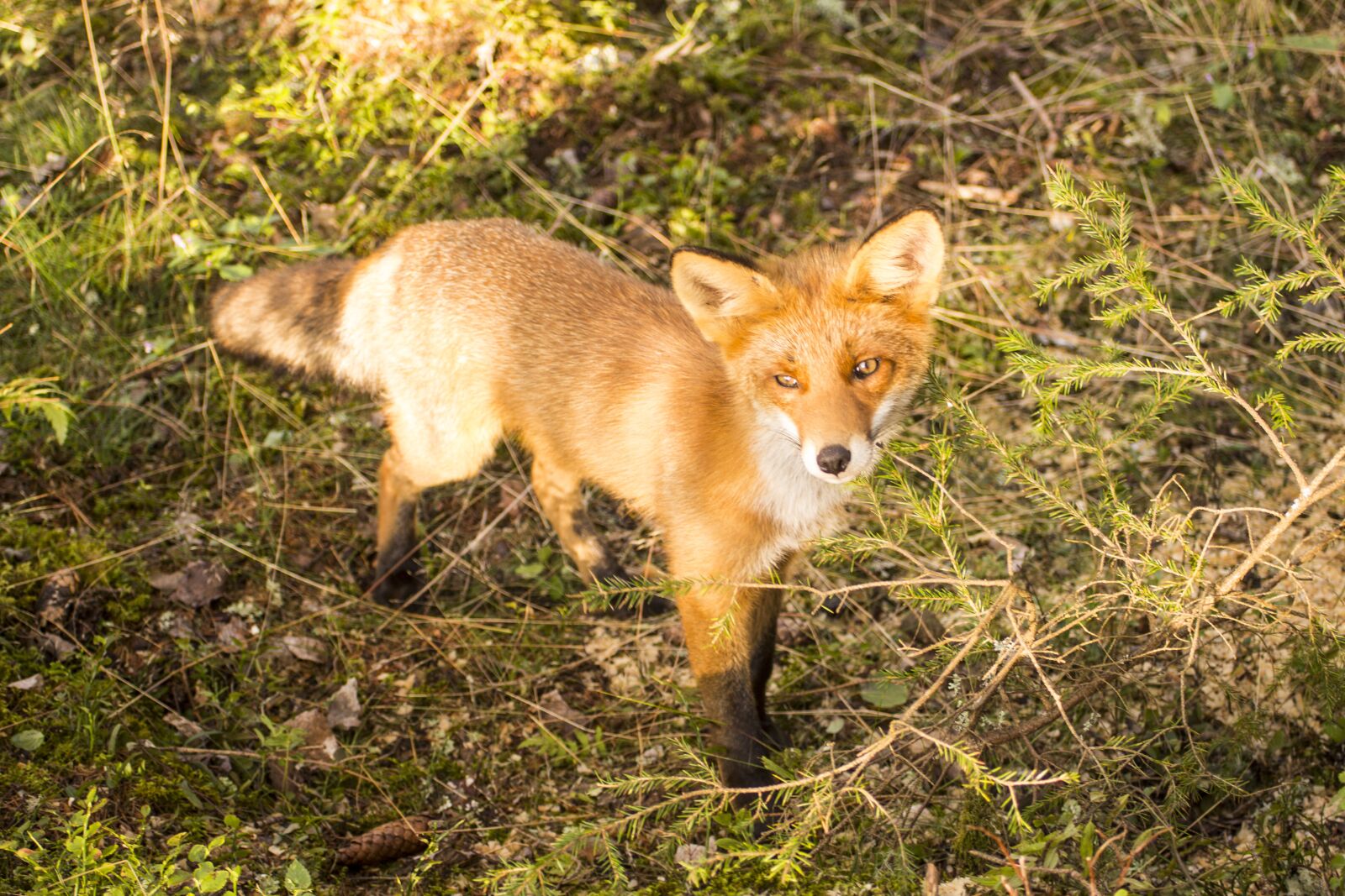 Canon EF 55-200mm F4.5-5.6 II USM sample photo. Red fox, forest animal photography