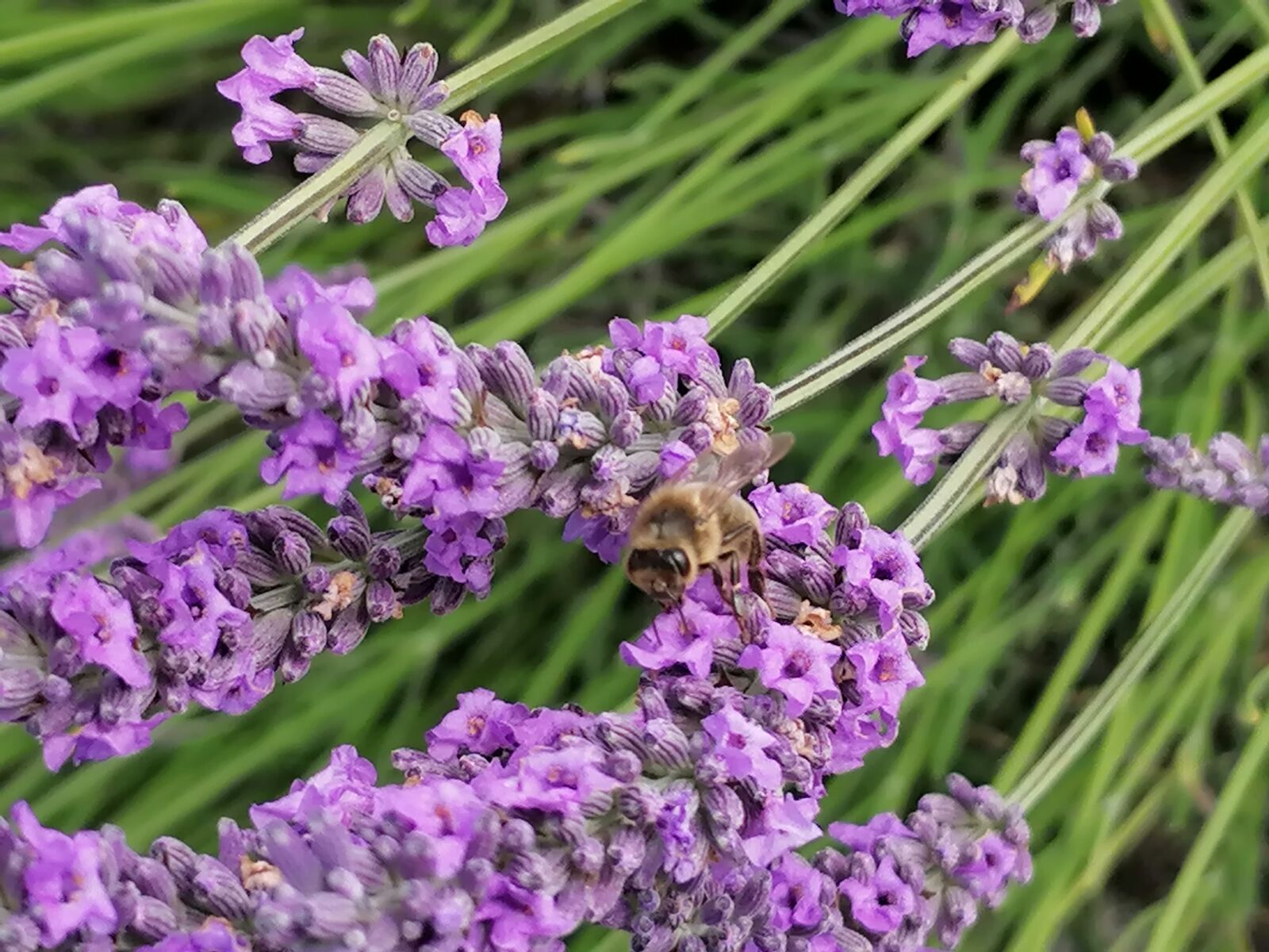 HUAWEI P30 LITE sample photo. Lavander, lavander field, french photography