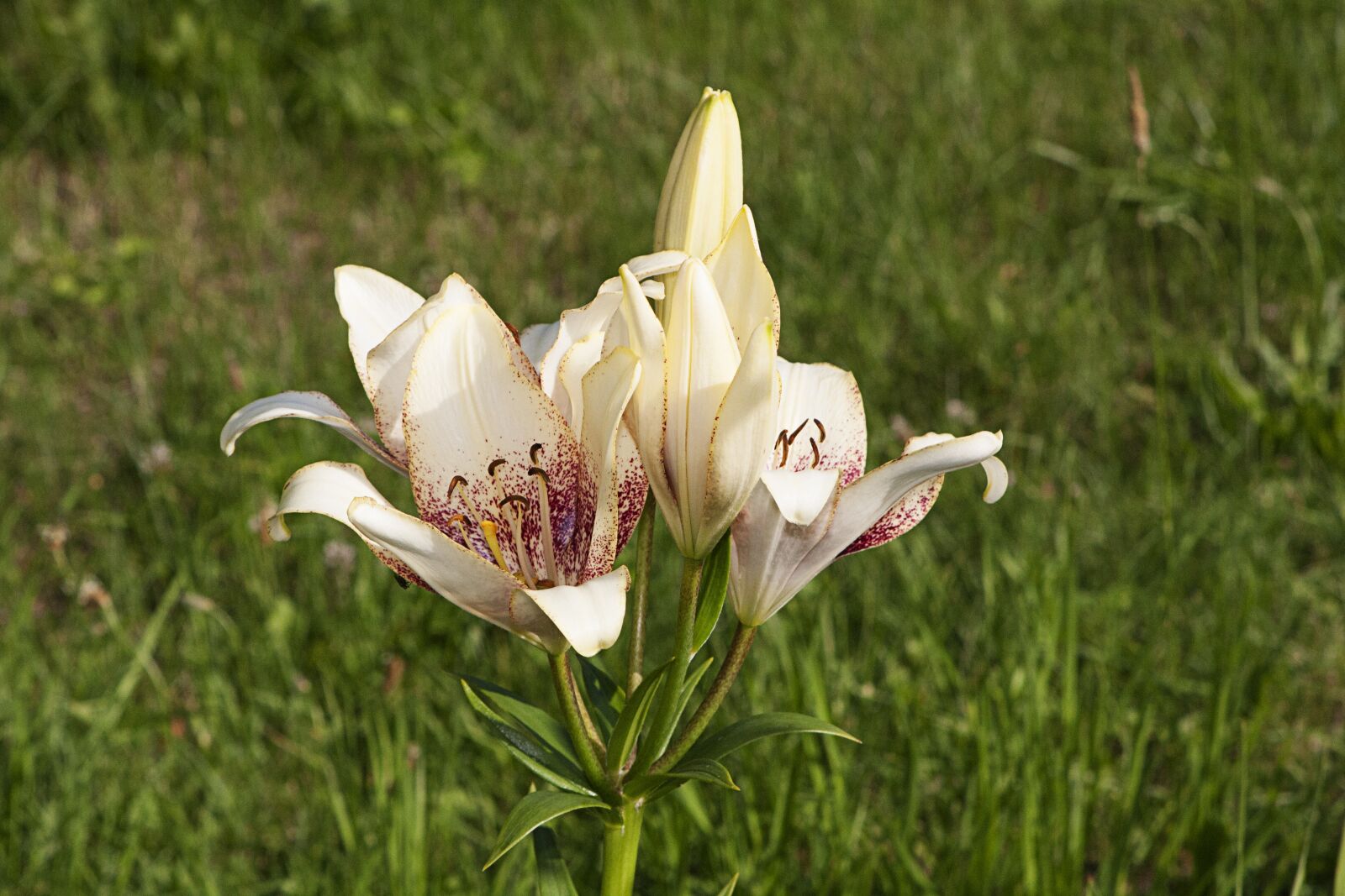 Canon EOS 40D sample photo. Lily, flowers, nature photography