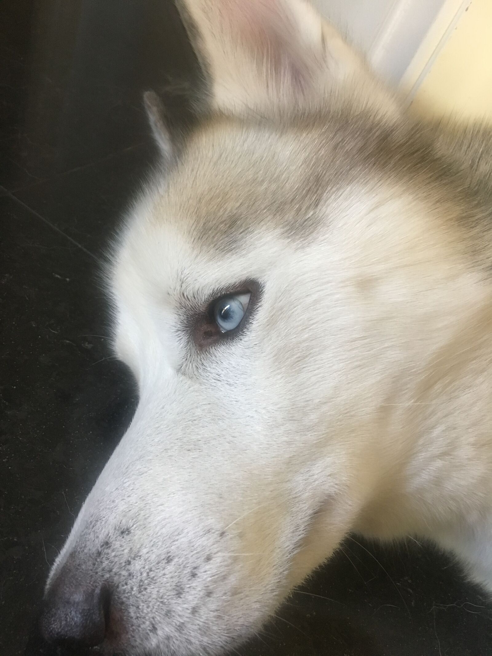 Apple iPhone 6s sample photo. Dog, husky, wolf photography