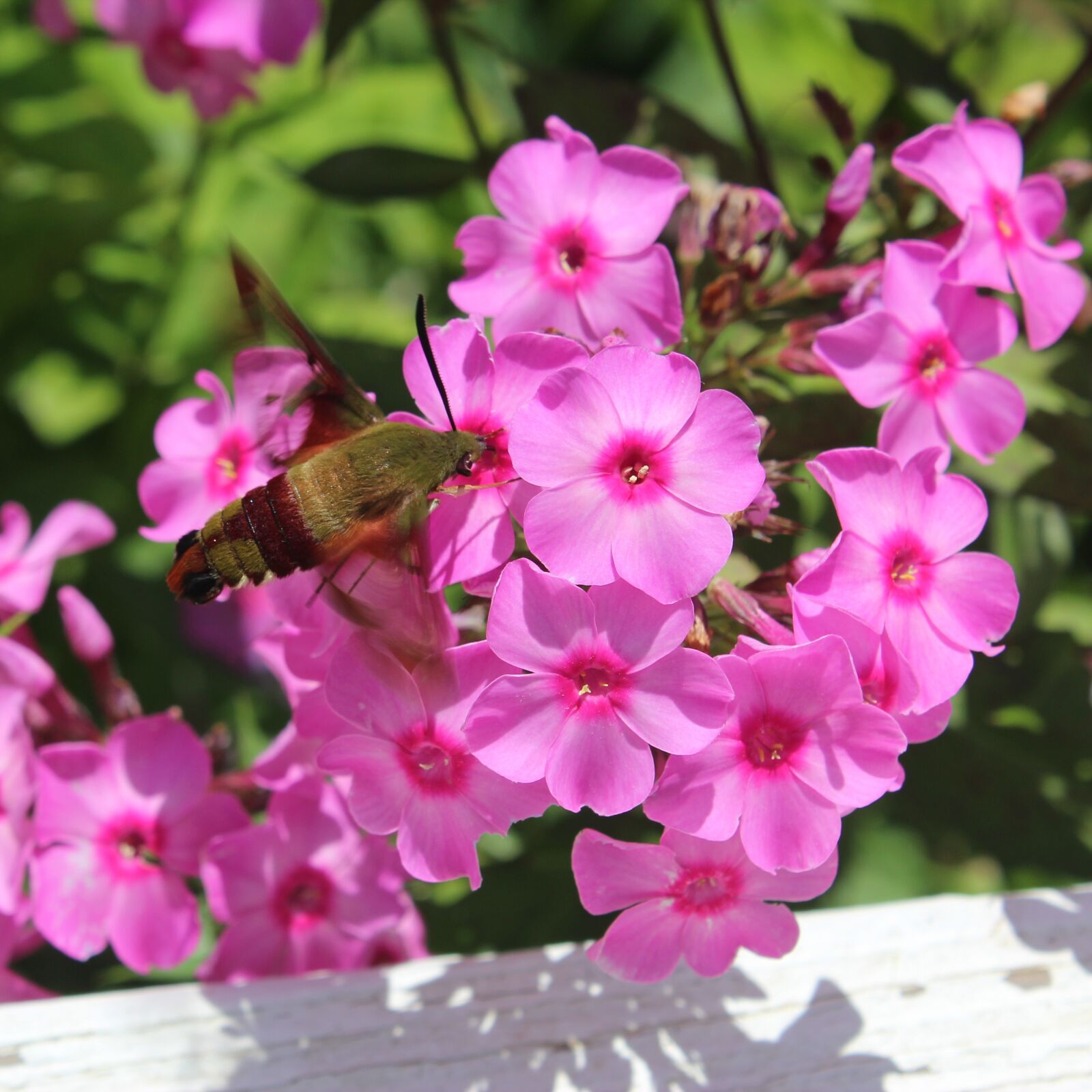 Canon EOS 600D (Rebel EOS T3i / EOS Kiss X5) sample photo. Hummingbird moth, pink flowers photography