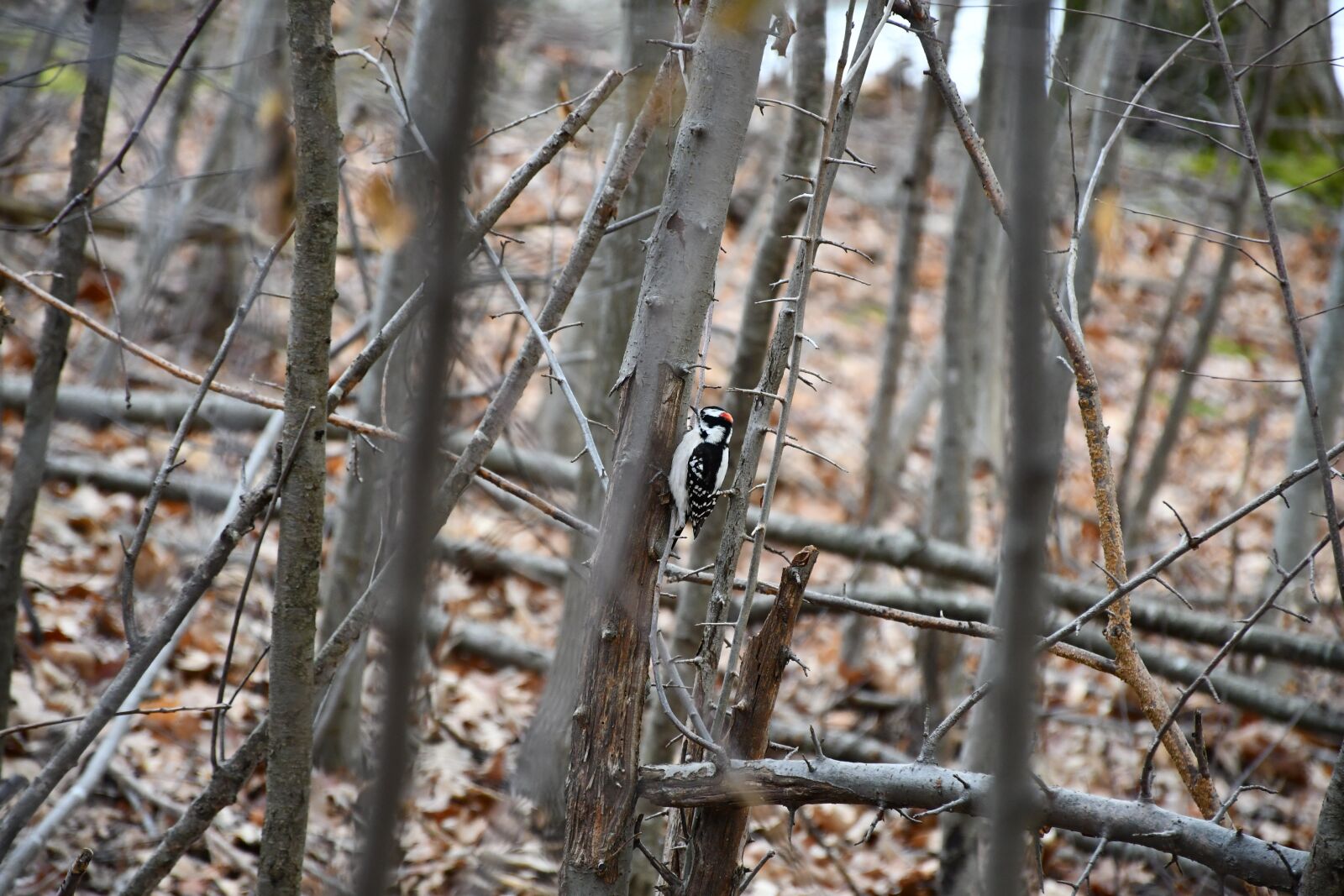 Nikon D7500 sample photo. Bird, forest, trees photography