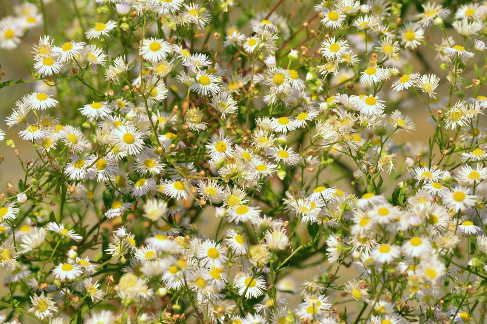 Nikon D5200 sample photo. Daisy, garden, shrub photography