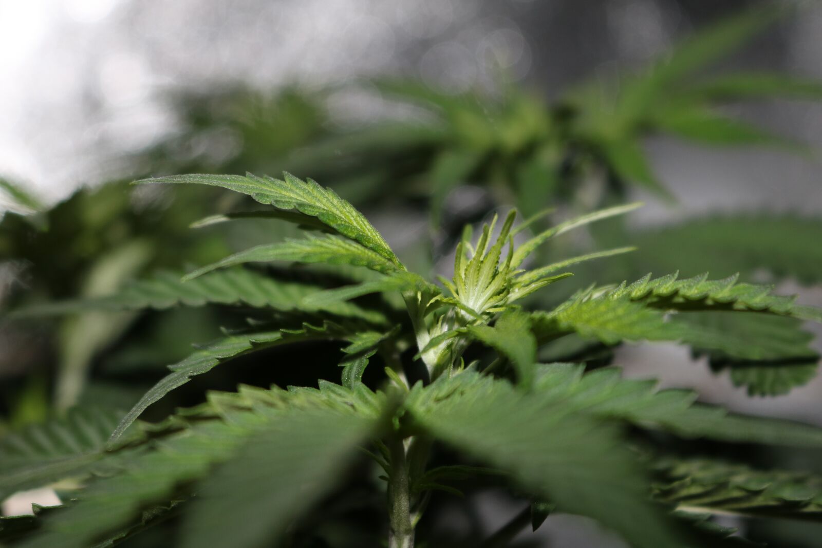 Canon EOS 750D (EOS Rebel T6i / EOS Kiss X8i) sample photo. Marijuana, flower, cannabis photography