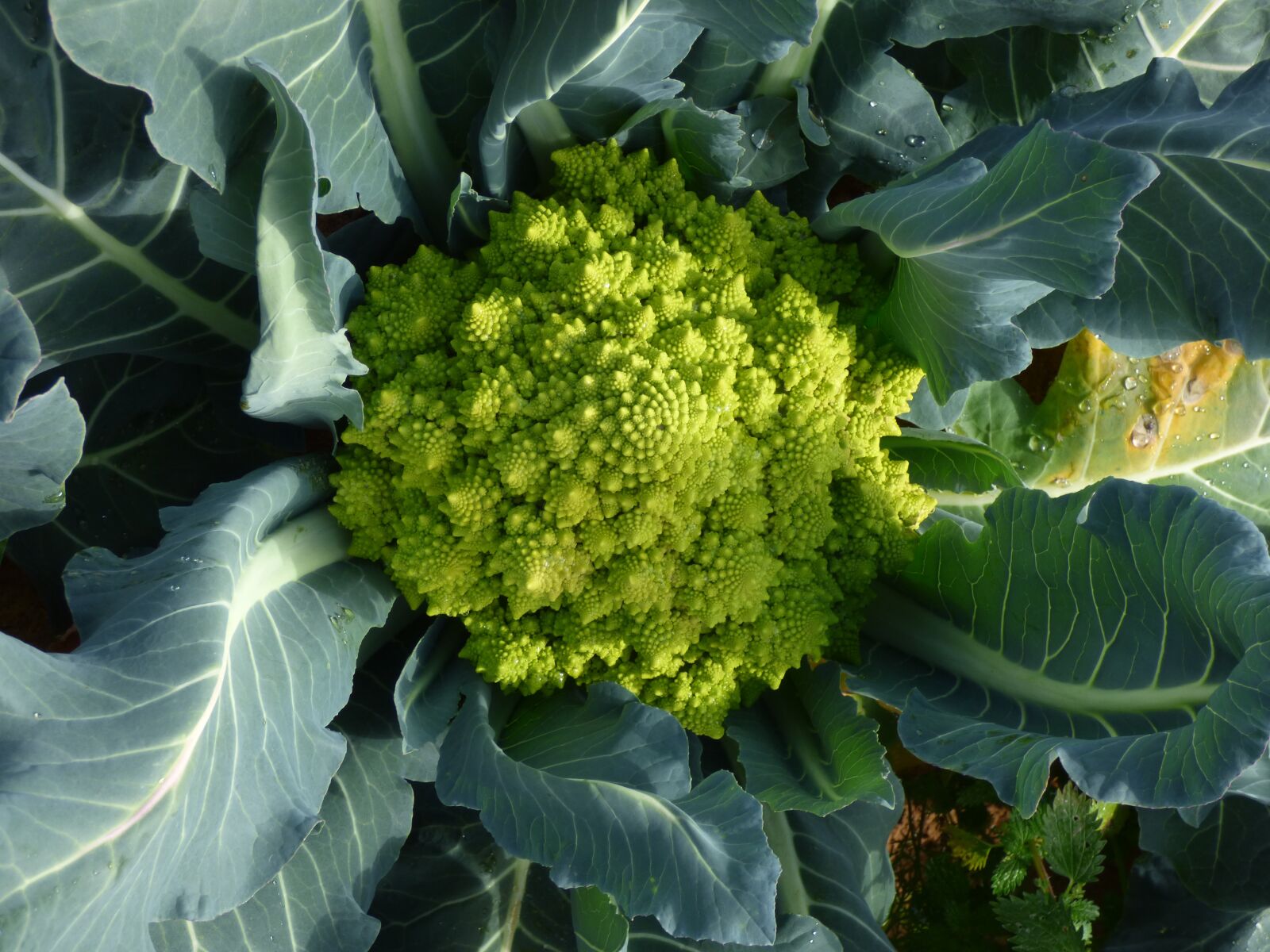 Panasonic DMC-FZ72 sample photo. Broccoli, romanesco, vegetable photography