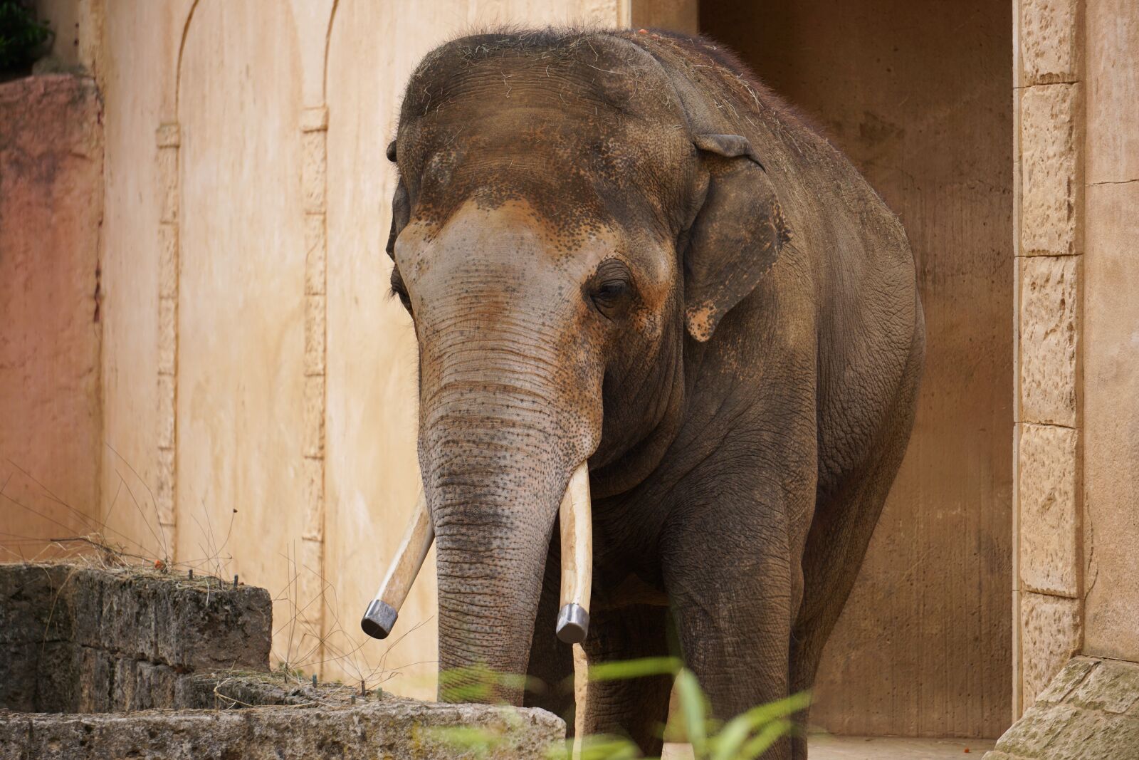 Sony E 55-210mm F4.5-6.3 OSS sample photo. Elephant, structure, tusks photography