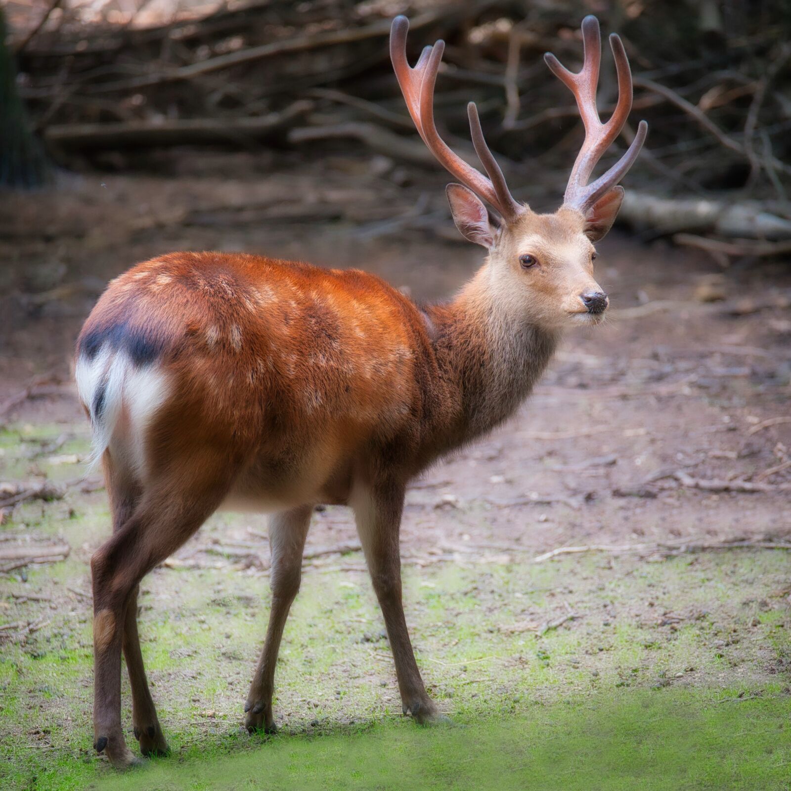 Nikon Z6 sample photo. Hirsch, sika deer, antler photography