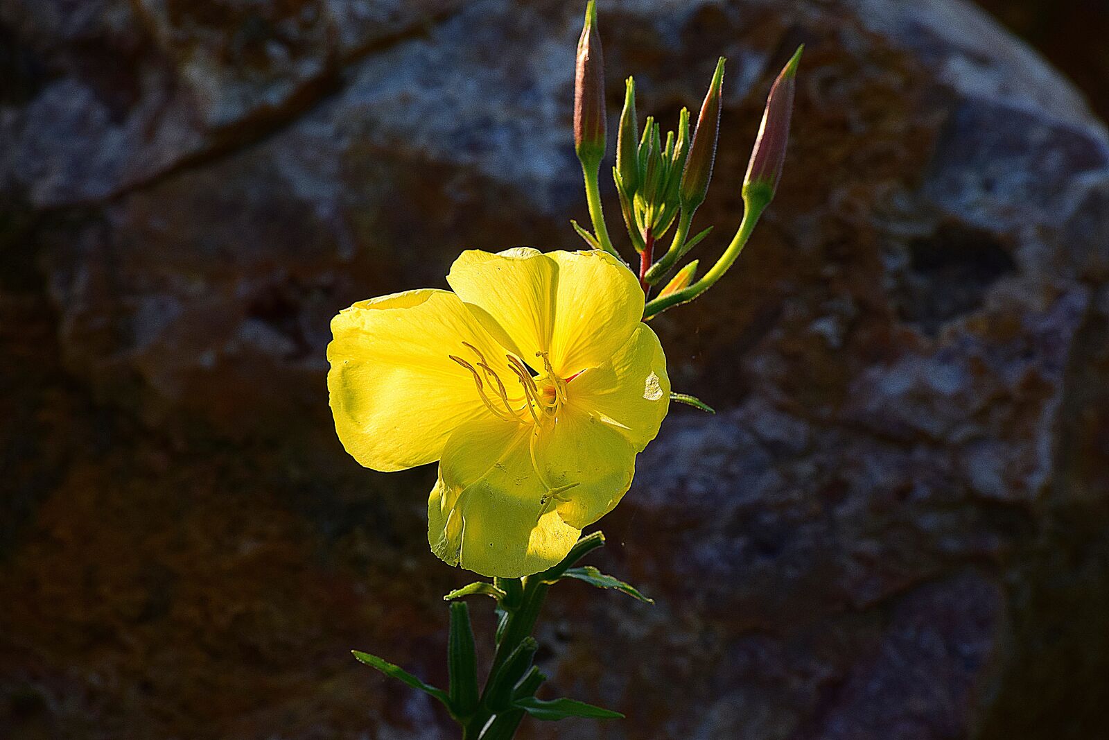 Nikon D5300 sample photo. Flower, plant, yellow photography