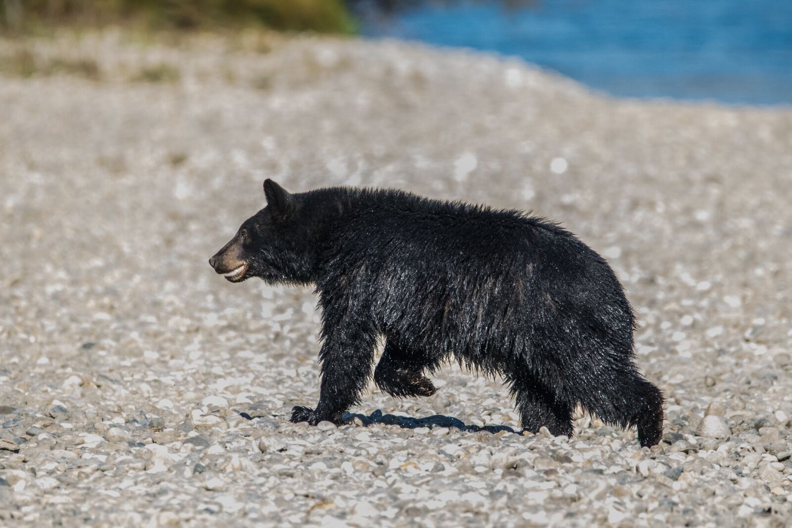 Canon EOS 7D Mark II sample photo. Bear, river, wild photography