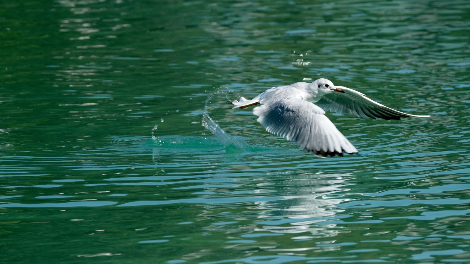 Fujifilm X-T3 sample photo. Seagull, flying, animal photography