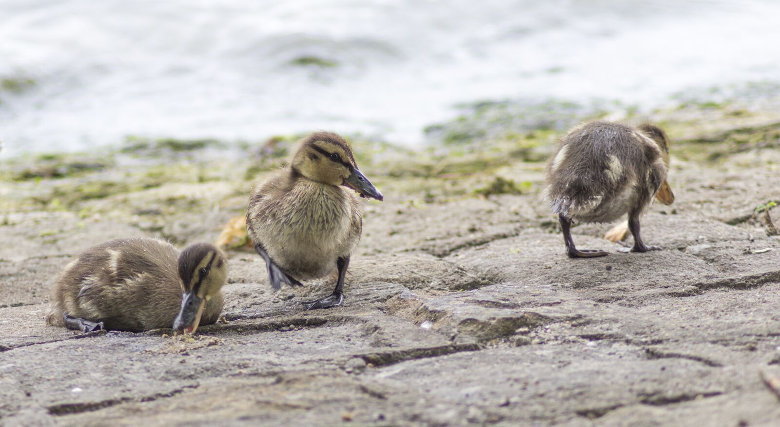 Canon EOS 1200D (EOS Rebel T5 / EOS Kiss X70 / EOS Hi) sample photo. Ducklings, chicks, water photography