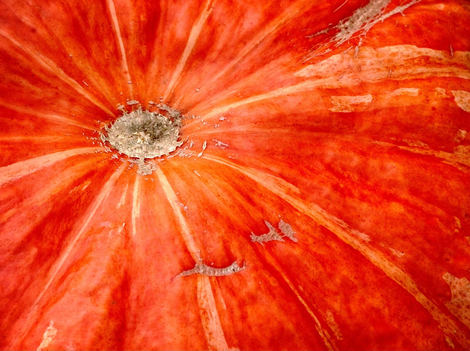 Olympus OM-D E-M5 sample photo. Squash, pumpkin, orange photography