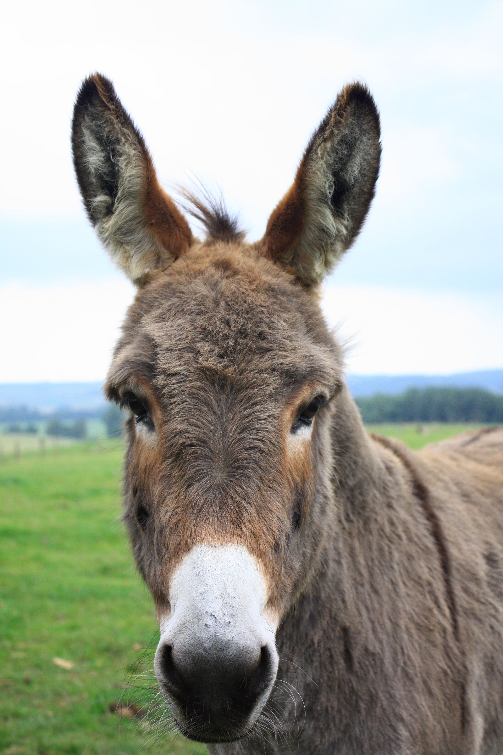 Canon EOS 450D (EOS Rebel XSi / EOS Kiss X2) sample photo. Donkey, lelkendorf, gray donkey photography