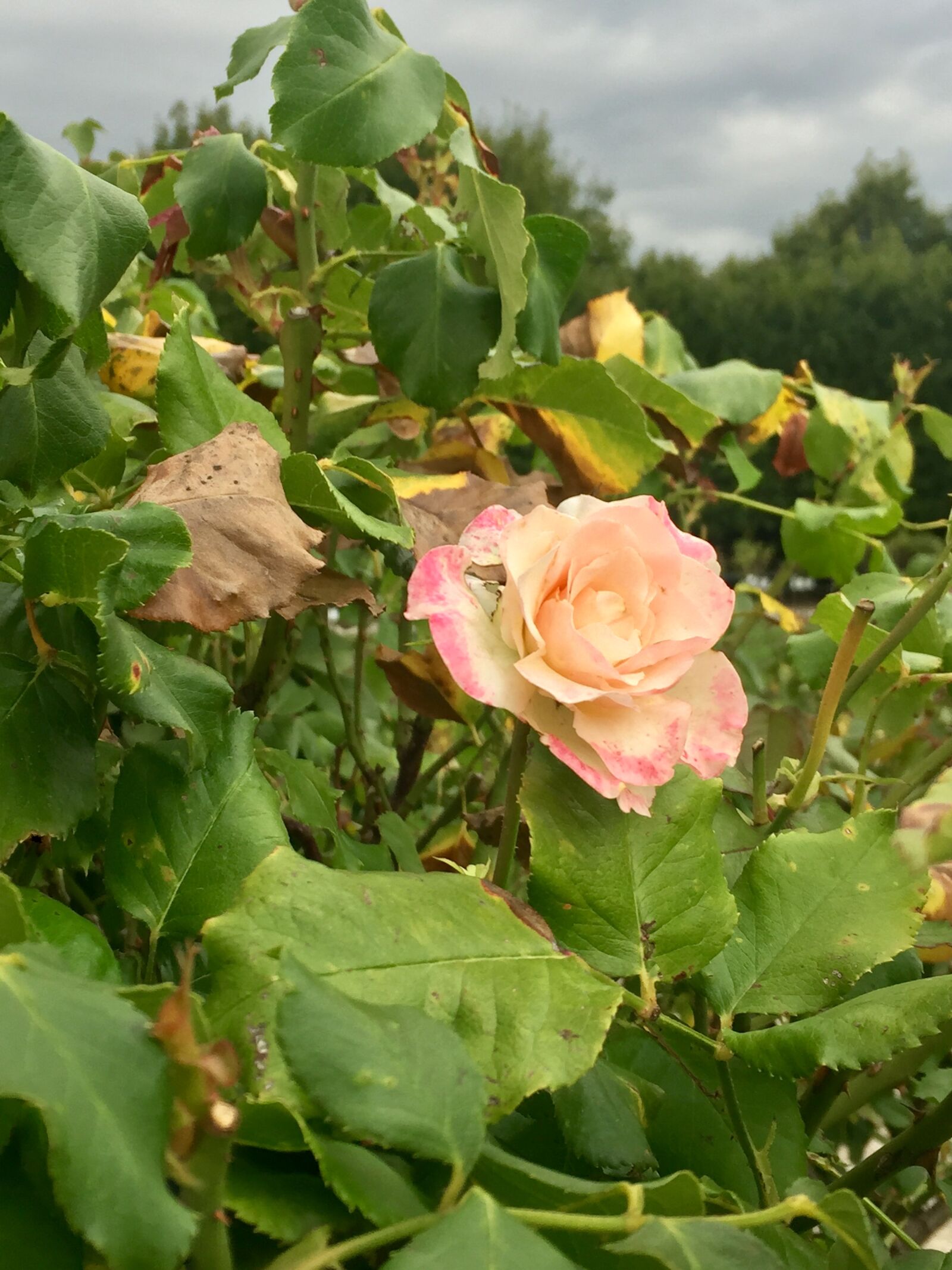 iPhone 6 Plus back camera 4.15mm f/2.2 sample photo