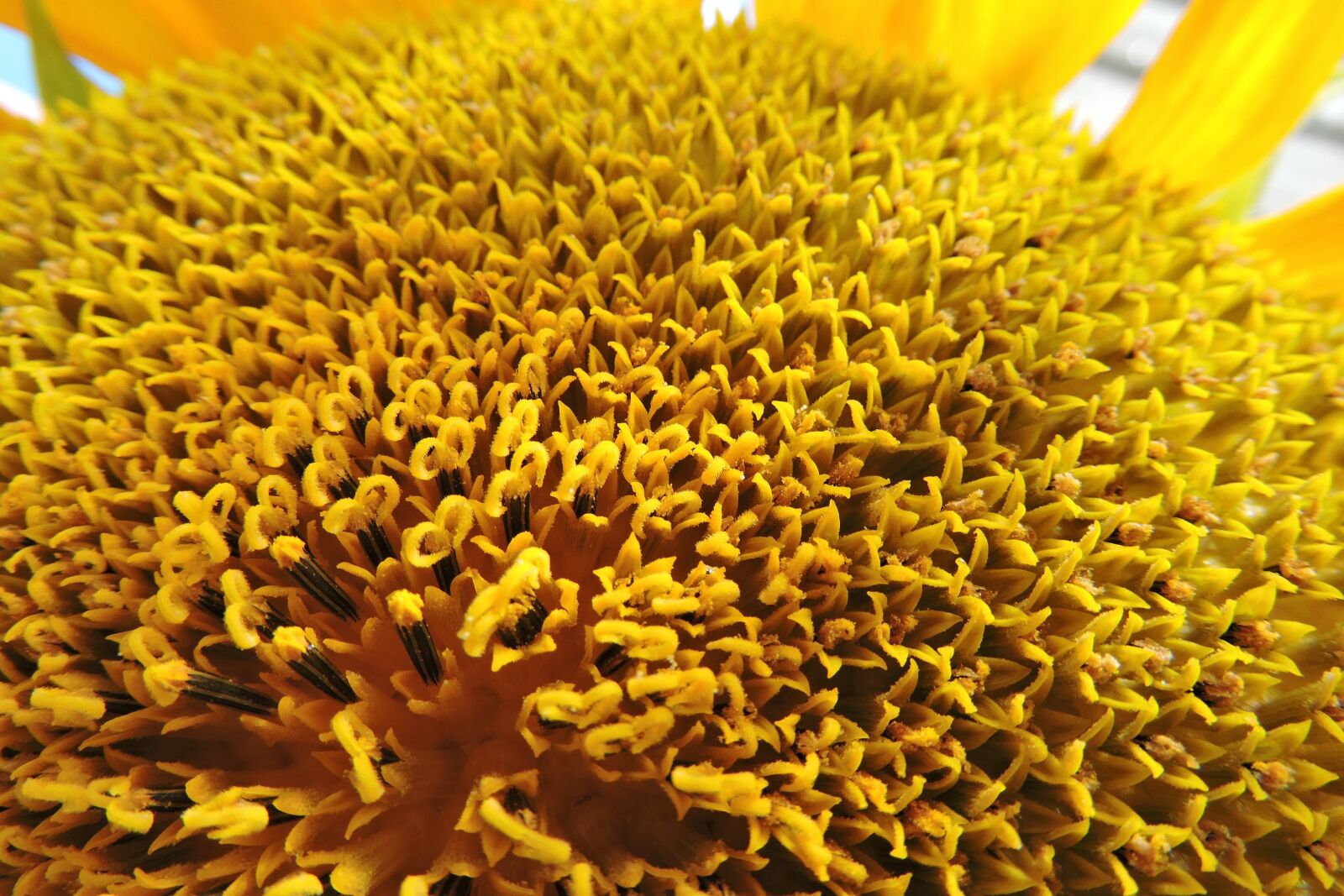 Nikon Coolpix P600 sample photo. Sunflower, yellow, bloom photography