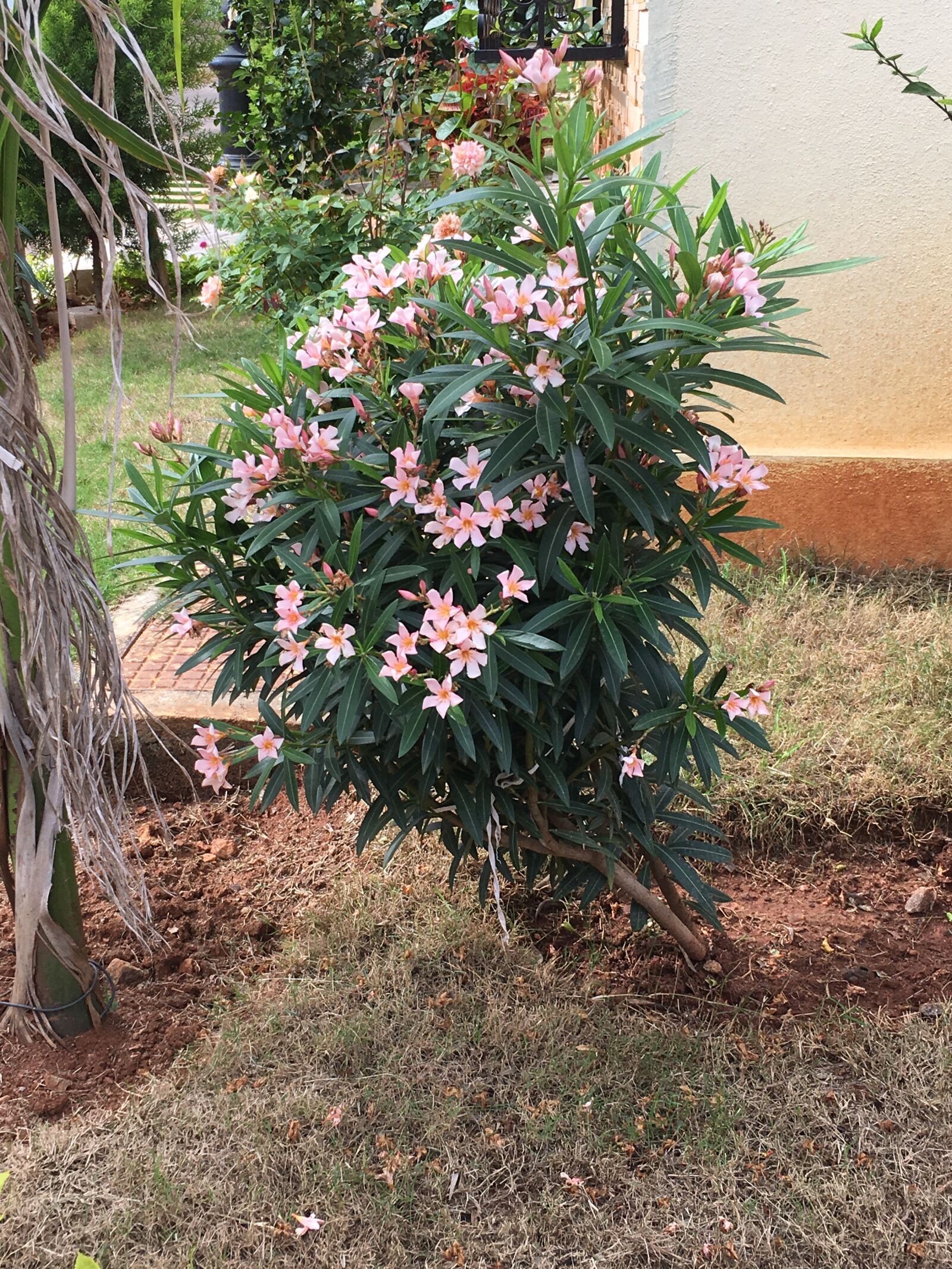 iPhone 6s back camera 4.15mm f/2.2 sample photo. Beautiful, flowers photography