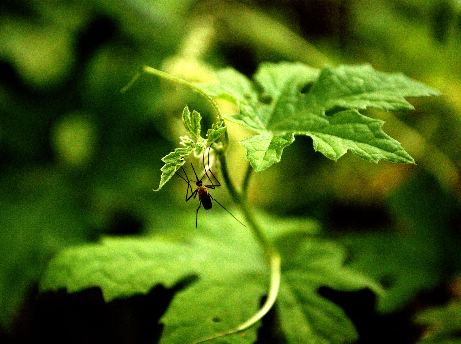 Nikon D5200 sample photo. Close, up, of, insect photography