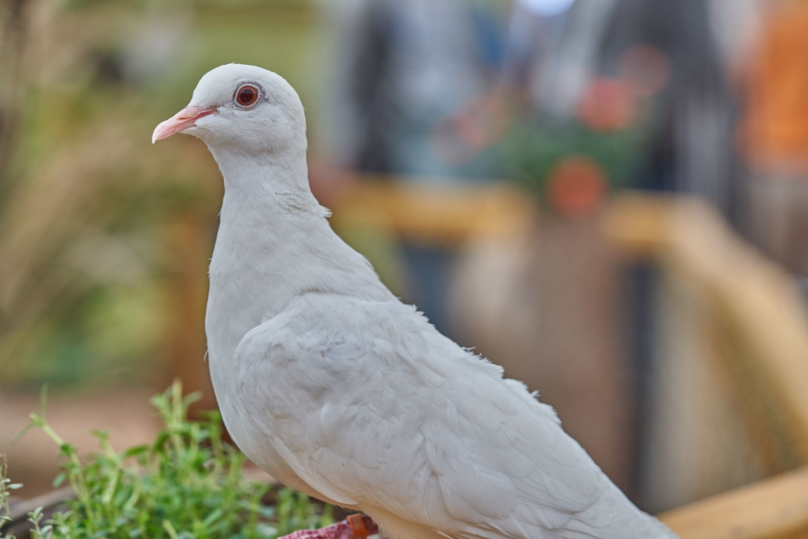 Sony FE 90mm F2.8 Macro G OSS sample photo. Dove, bird, feather photography