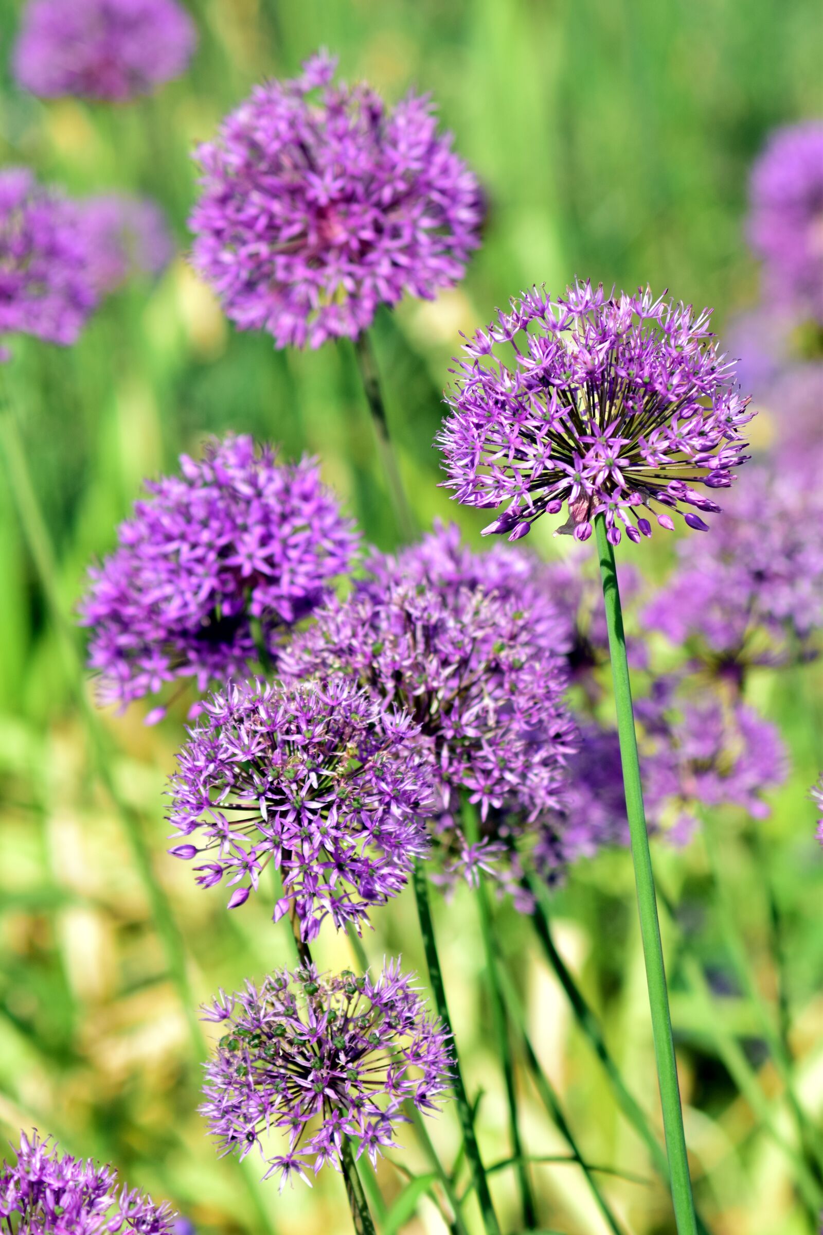 Nikon D3300 sample photo. Leek, ornamental onion, giant photography