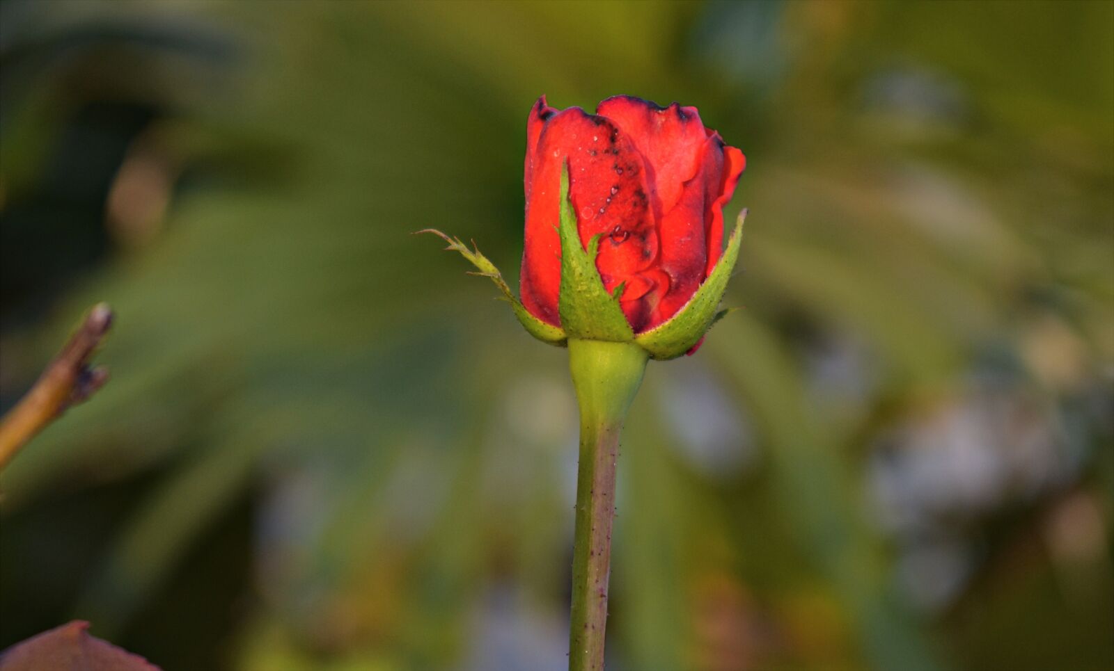 Nikon D5600 sample photo. Rosebud, rosa, red photography