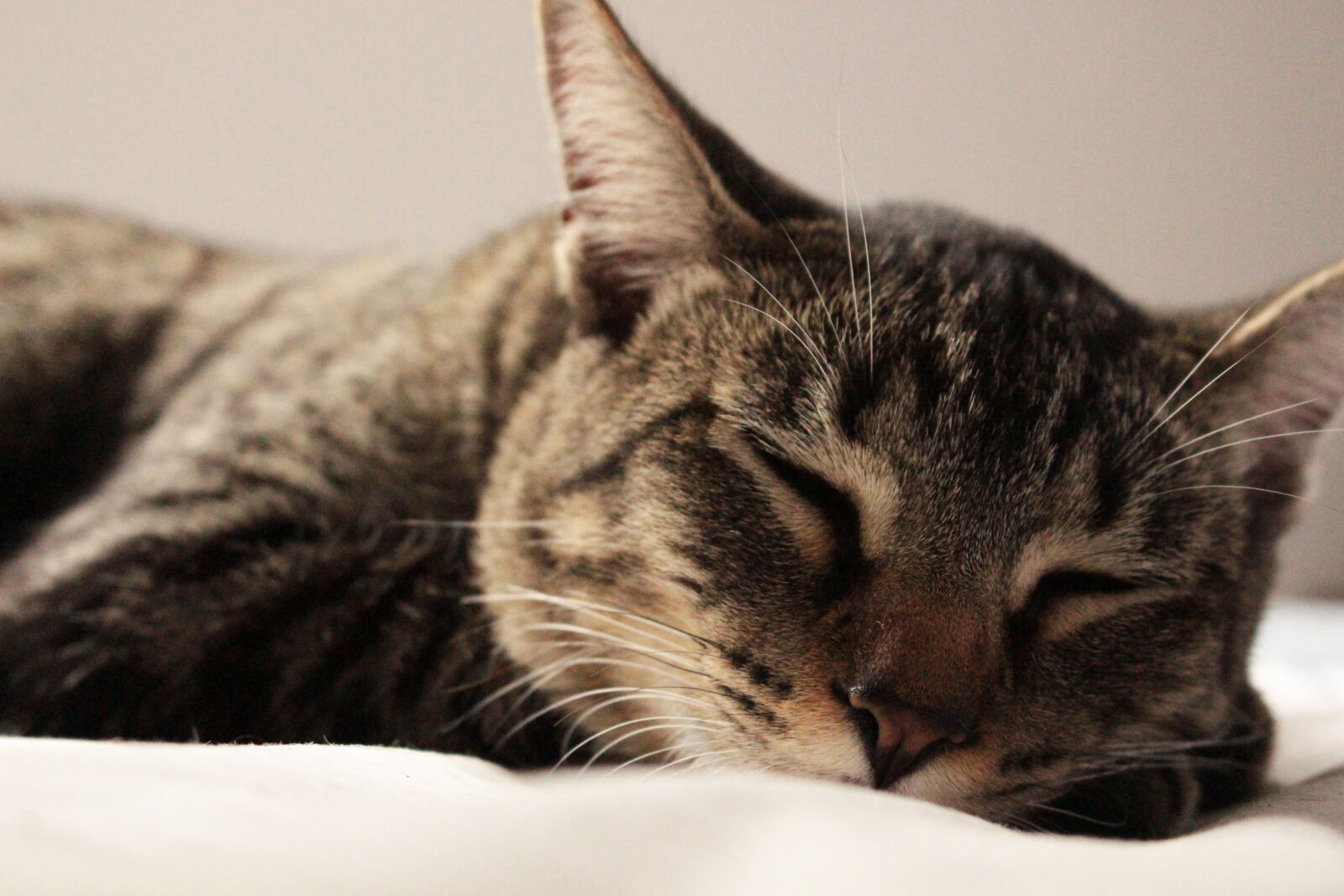 Canon EOS 700D (EOS Rebel T5i / EOS Kiss X7i) sample photo. Animal, calm, cat, pet photography