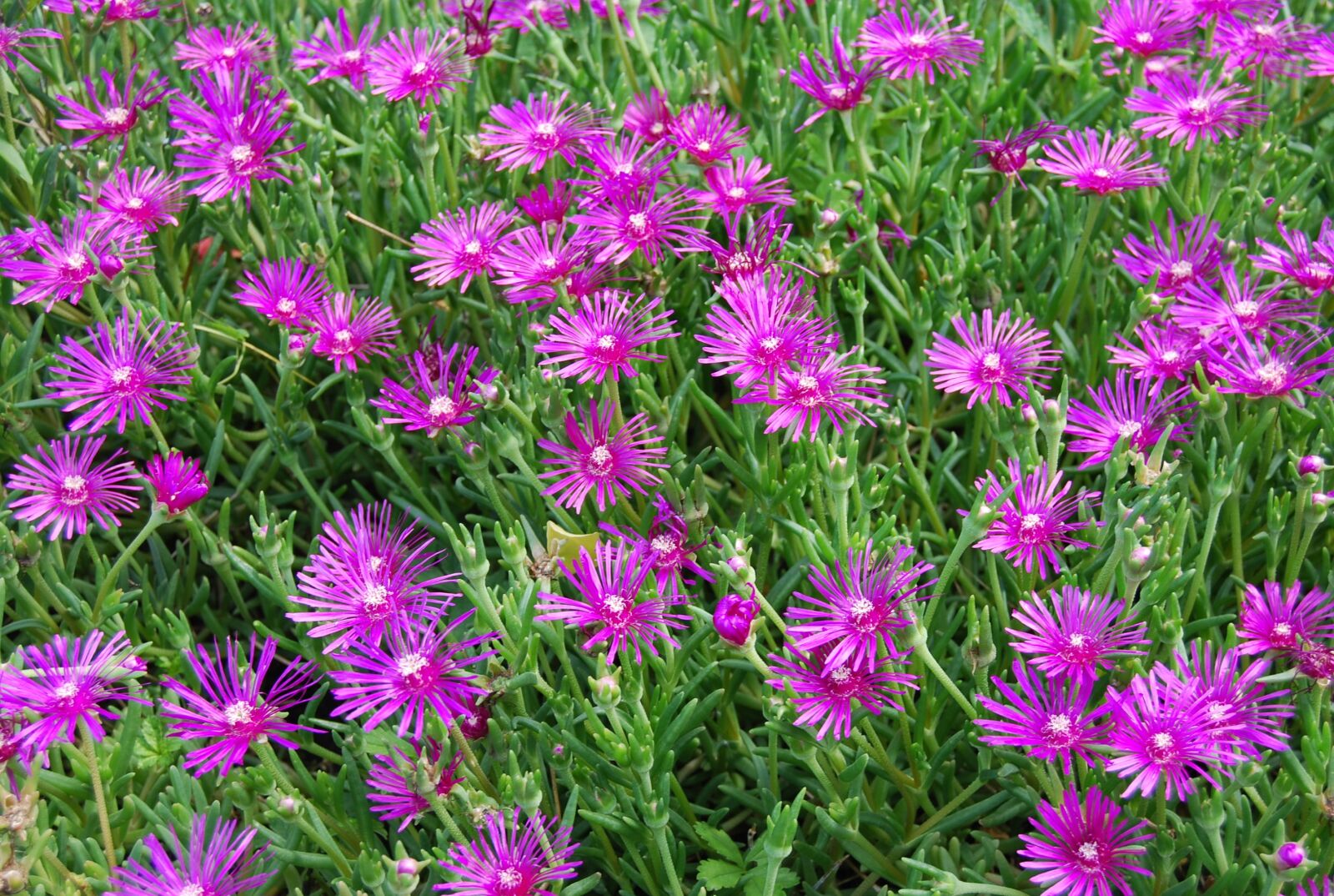 Nikon D60 sample photo. Flowers, violet, nature photography