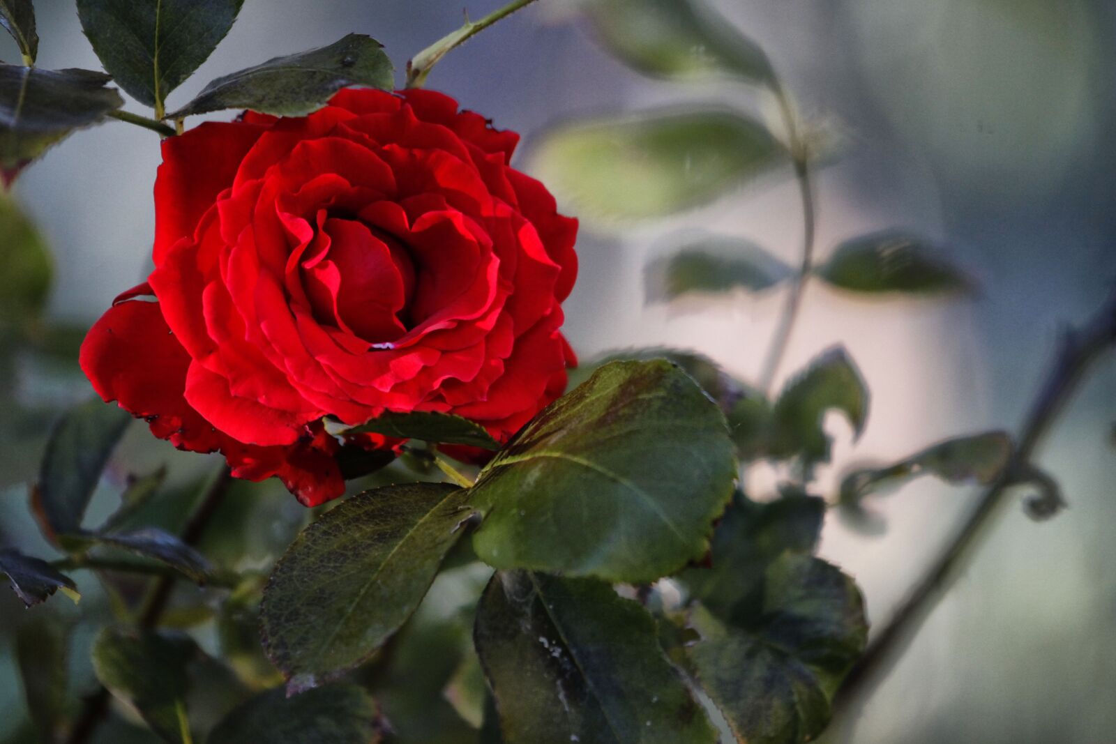 Canon EOS 5D Mark II sample photo. Rosa, flower, nature photography