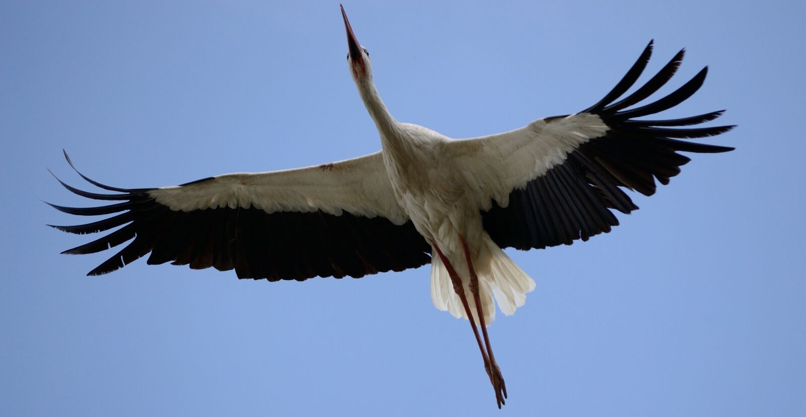 Nikon D3100 sample photo. Bird, stork, flying photography