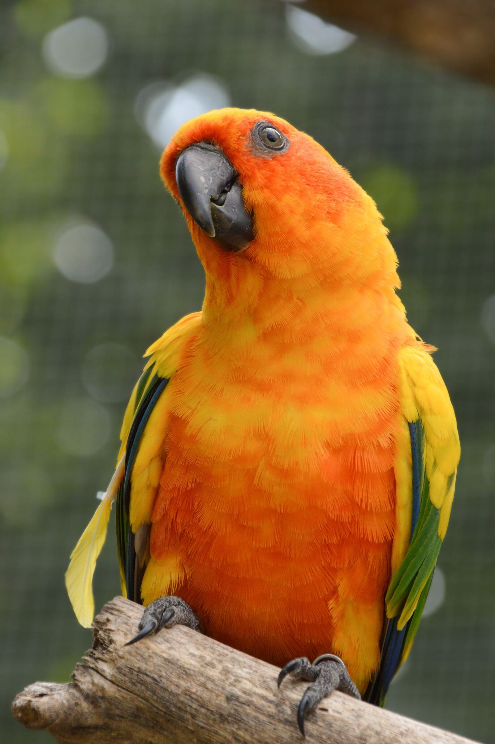 Nikon D3200 sample photo. Bird, conure, parrot photography