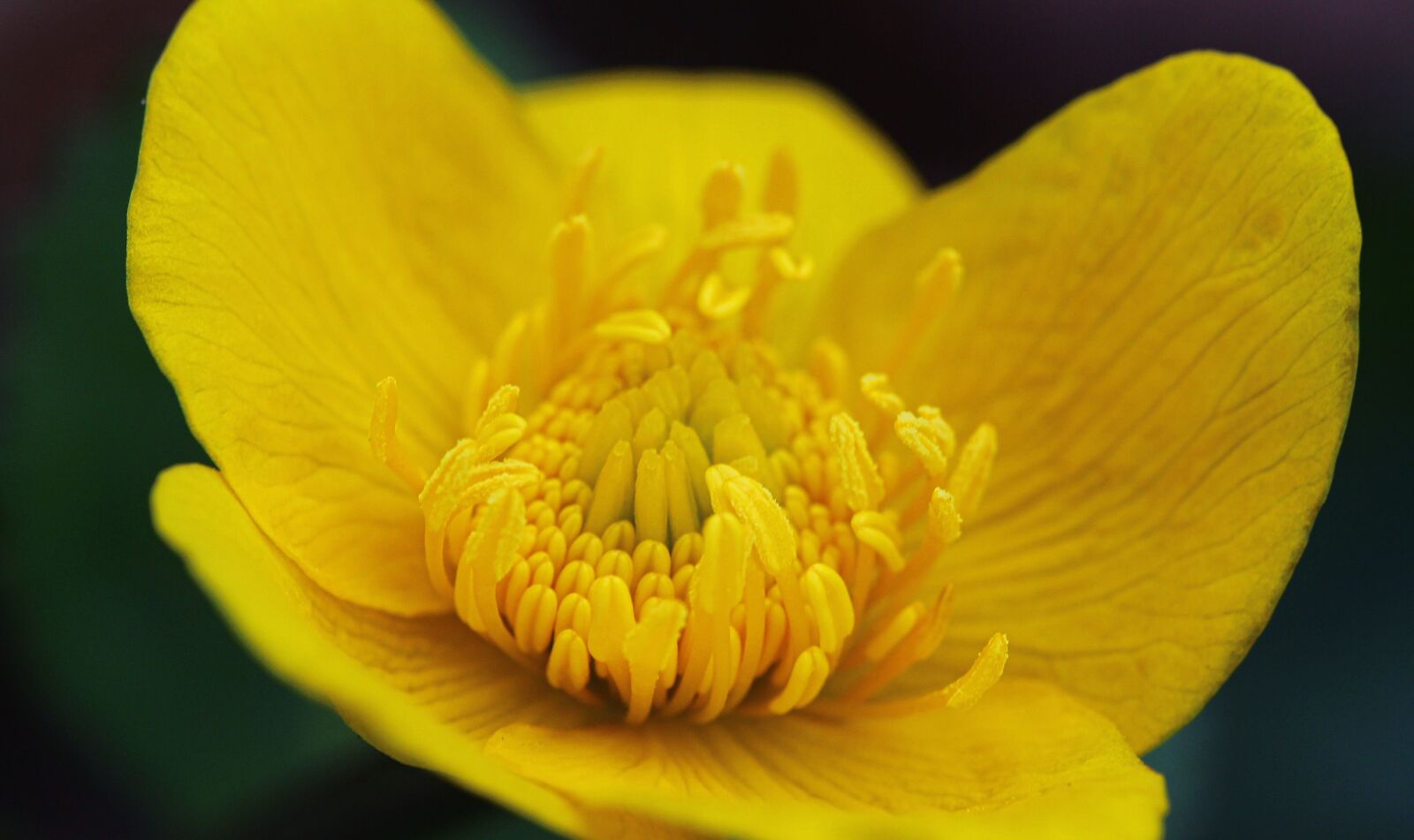 Canon EOS 600D (Rebel EOS T3i / EOS Kiss X5) sample photo. Flower, yellow, blooms photography