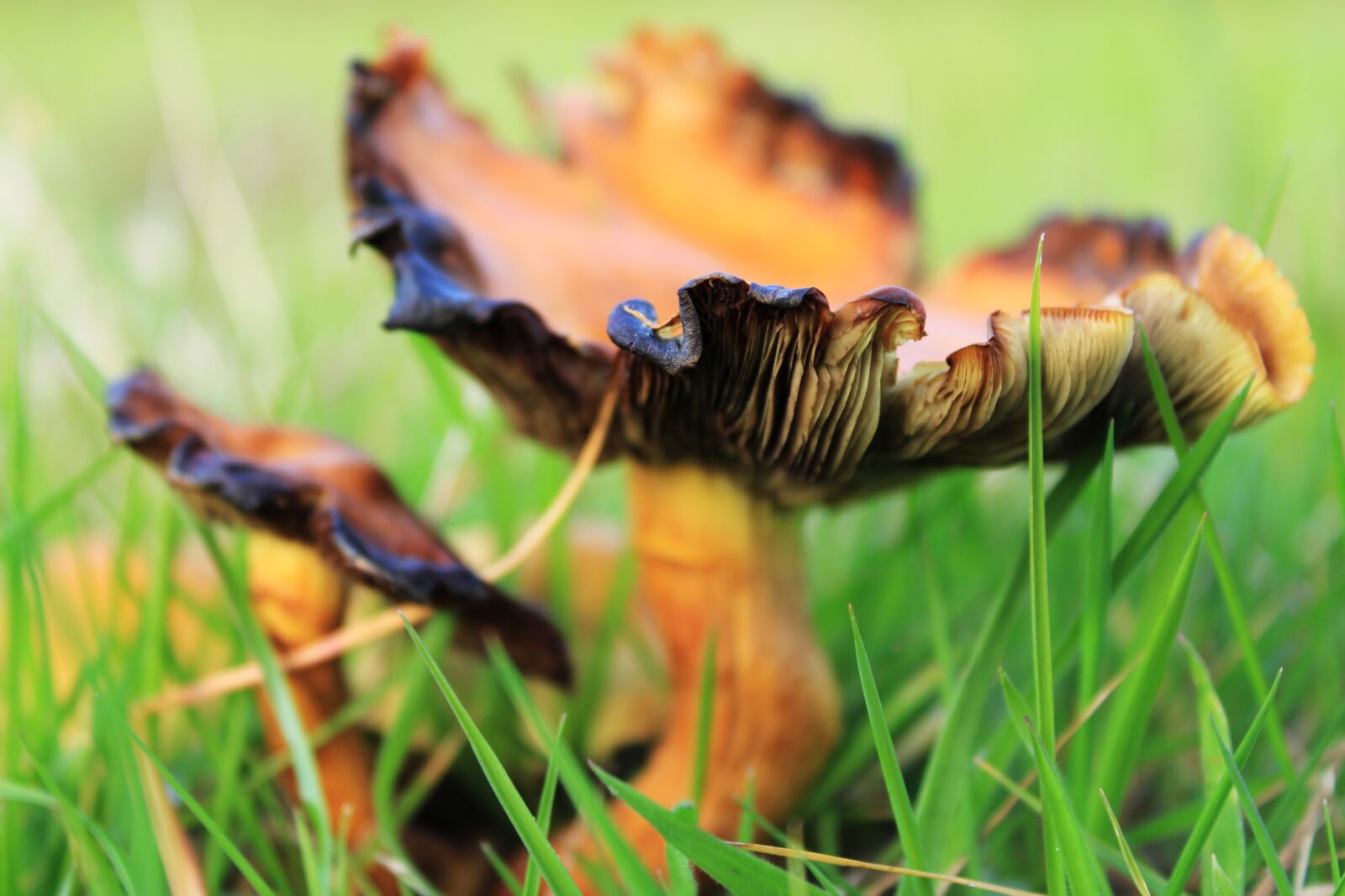 Canon EOS 2000D (EOS Rebel T7 / EOS Kiss X90 / EOS 1500D) sample photo. Mushroom, mushrooms, autumn photography
