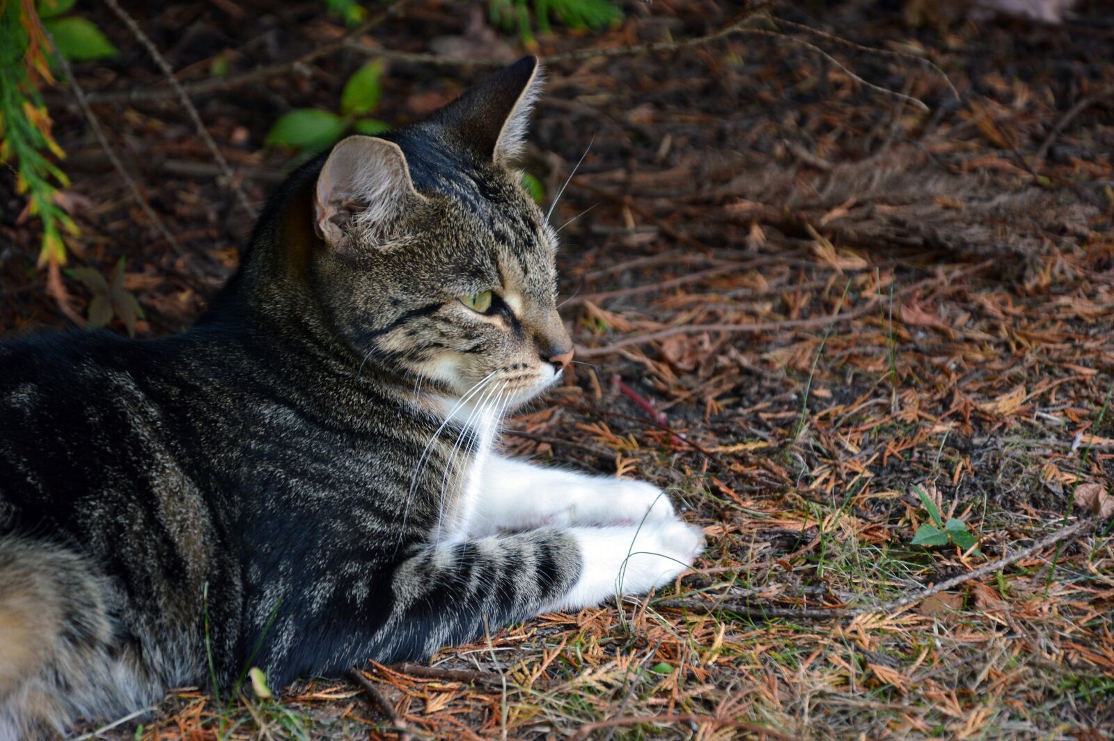 Nikon D3200 sample photo. Cat, animal, pet photography
