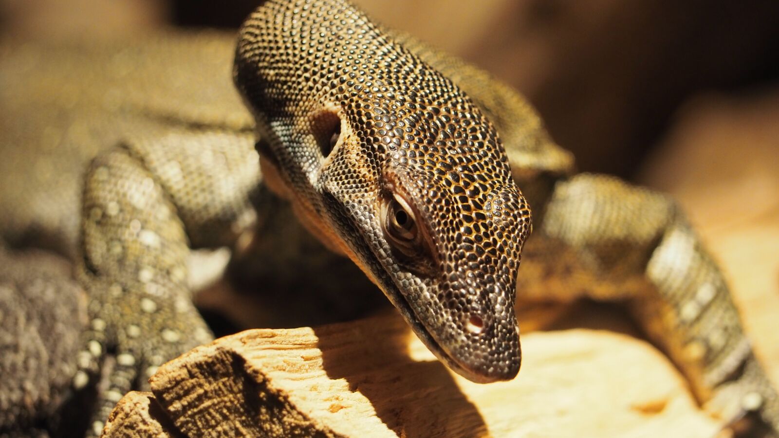 Olympus OM-D E-M10 II sample photo. African lizard, lizard, african photography