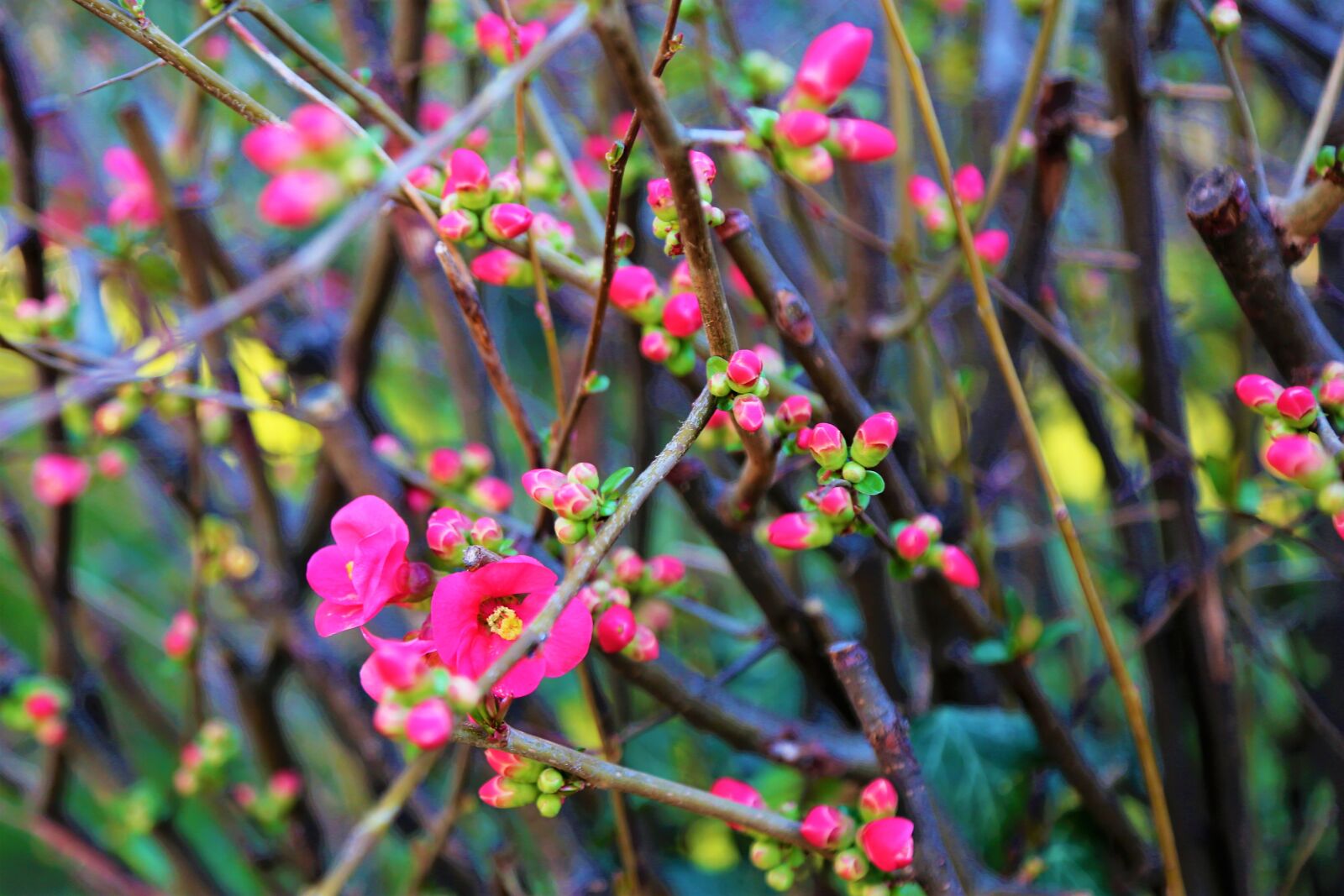Canon EOS 5D Mark III sample photo. Flower, spring, tree photography