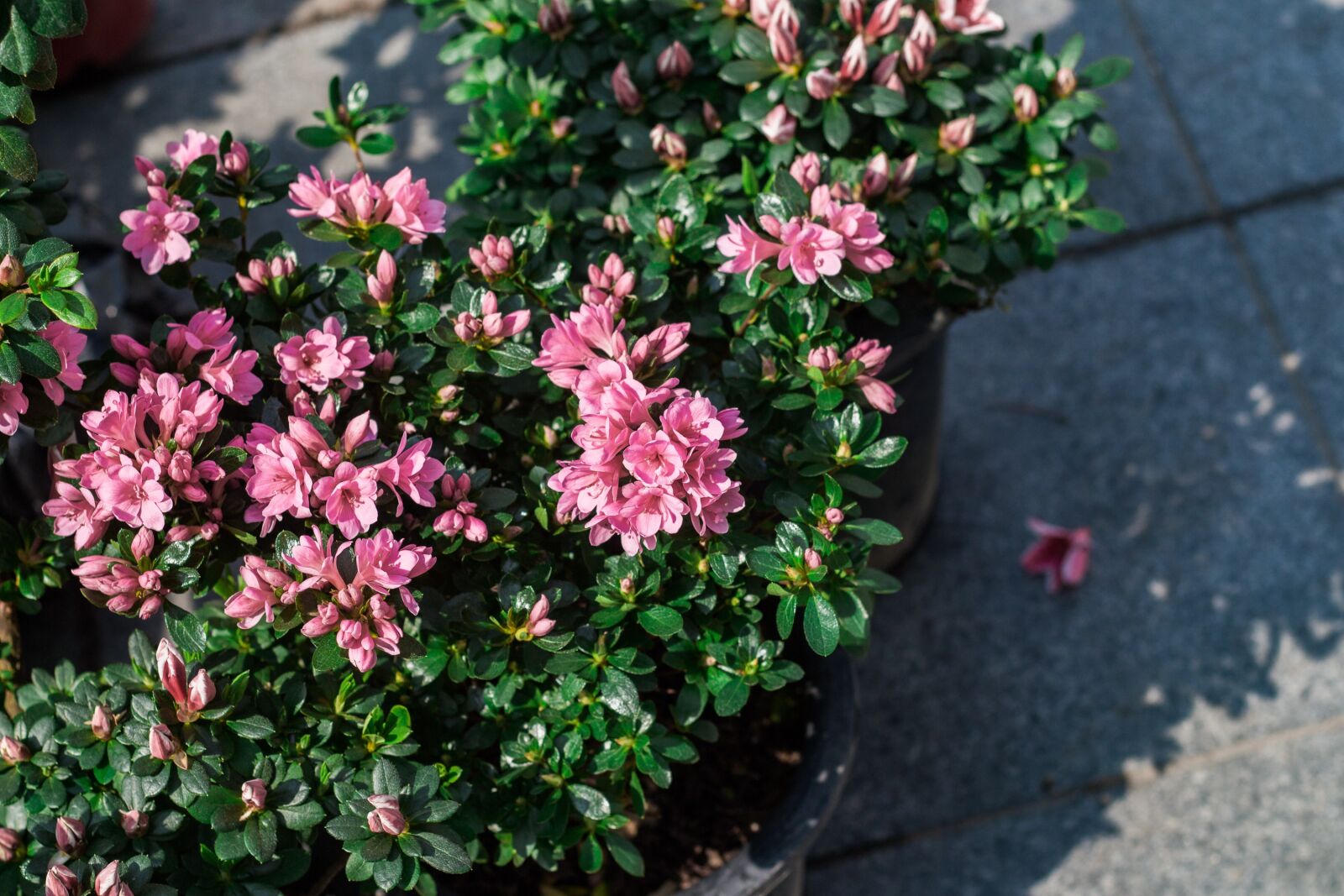 Canon EOS 700D (EOS Rebel T5i / EOS Kiss X7i) + Canon EF 50mm F1.8 II sample photo. Flower, spring, pink flower photography